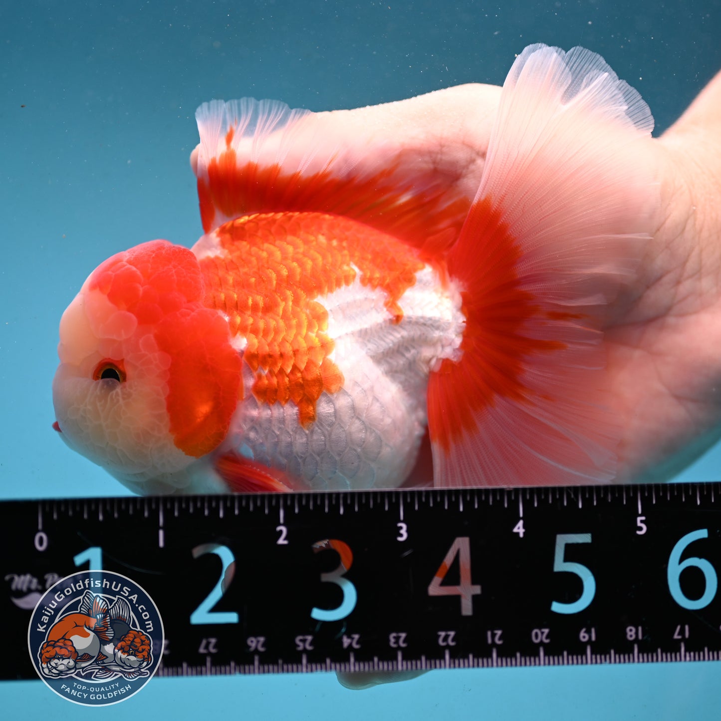 Red White Rose Tail Oranda 3.5 inch Body (251003_OR06)