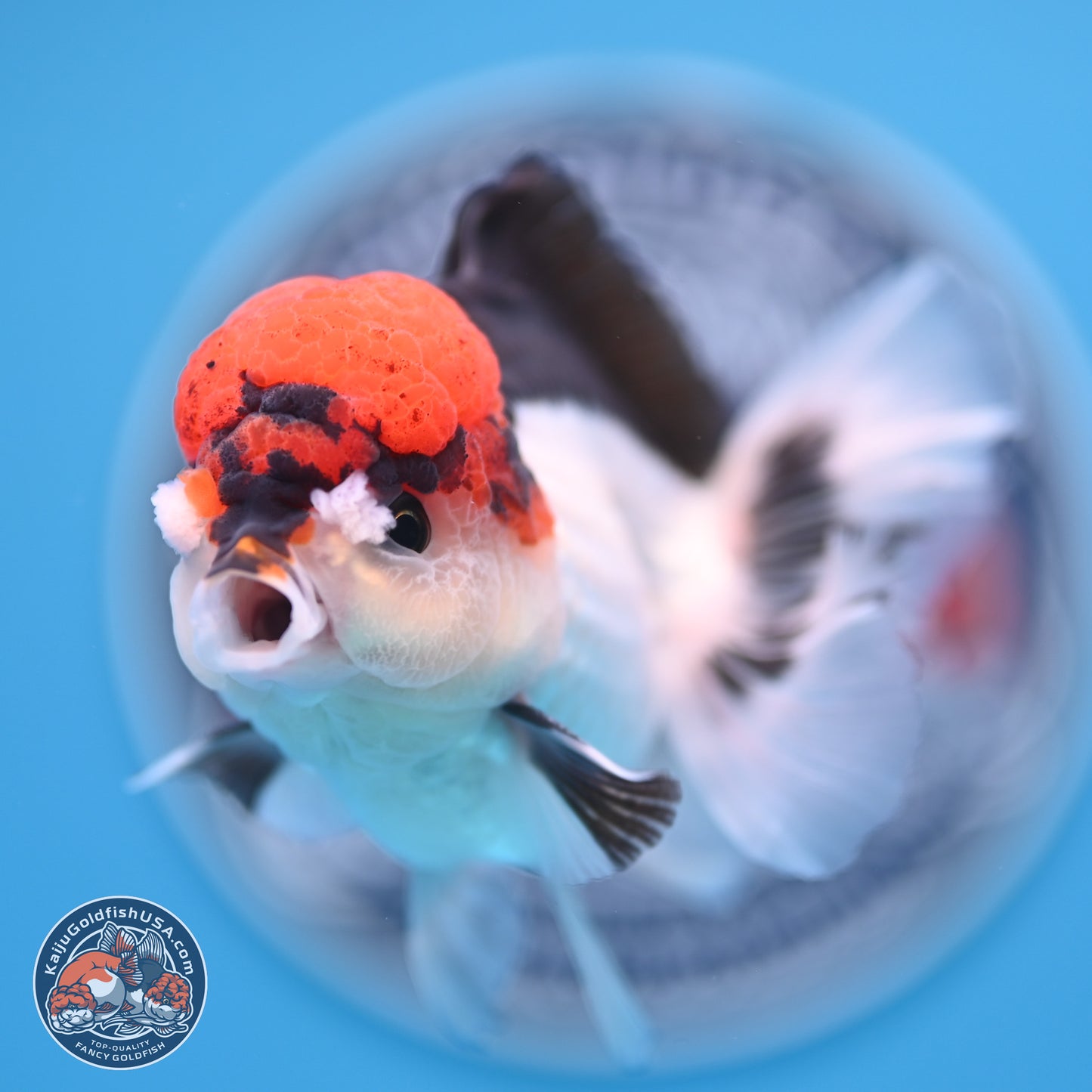 Tricolor Rose Tail Oranda 4.5 inches (241018_OR06) - Kaiju Goldfish USA