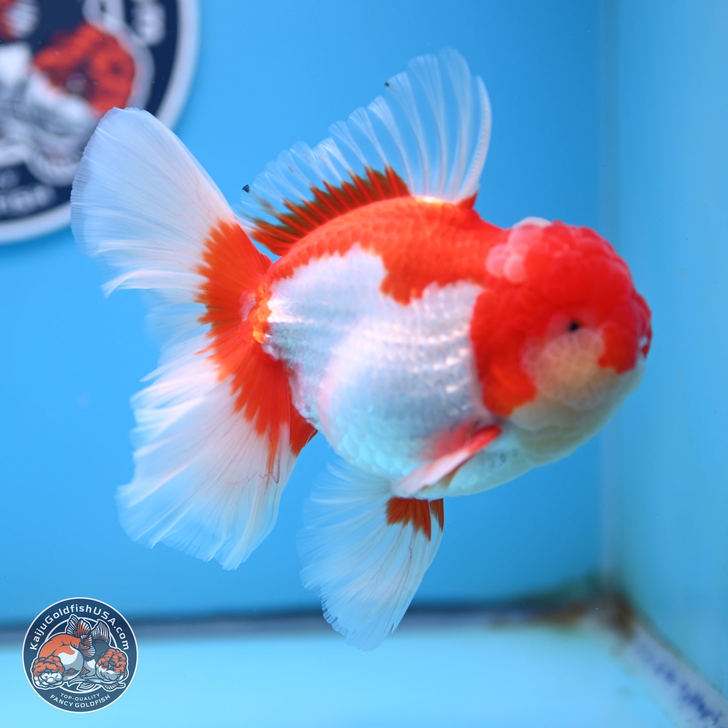 Jade Seal Red White Rose Tail Oranda 4 inches Body - Male (250221_OR07)