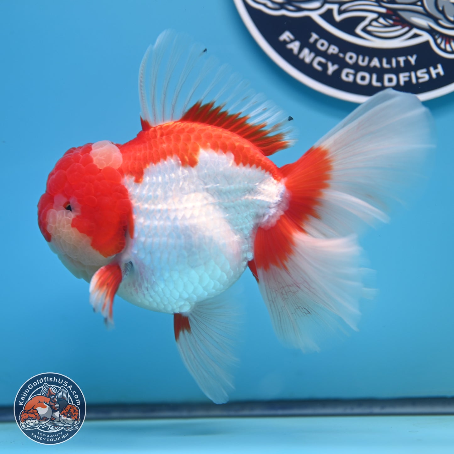 Jade Seal Red White Rose Tail Oranda 4 inches Body - Male (250221_OR07)