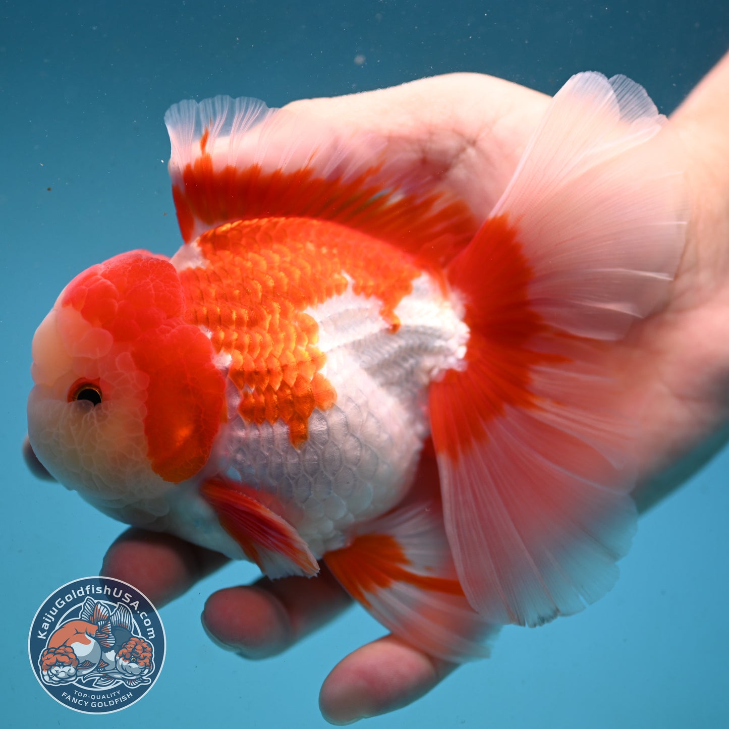 Red White Rose Tail Oranda 3.5 inch Body (251003_OR06)