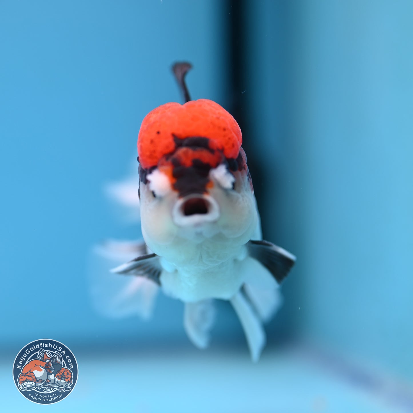 Tricolor Rose Tail Oranda 4.5 inches (241018_OR06) - Kaiju Goldfish USA