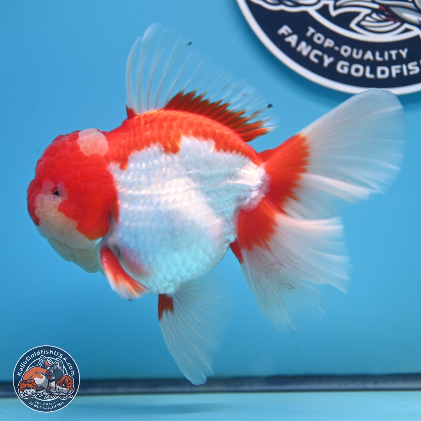 Jade Seal Red White Rose Tail Oranda 4 inches Body - Male (250221_OR07)