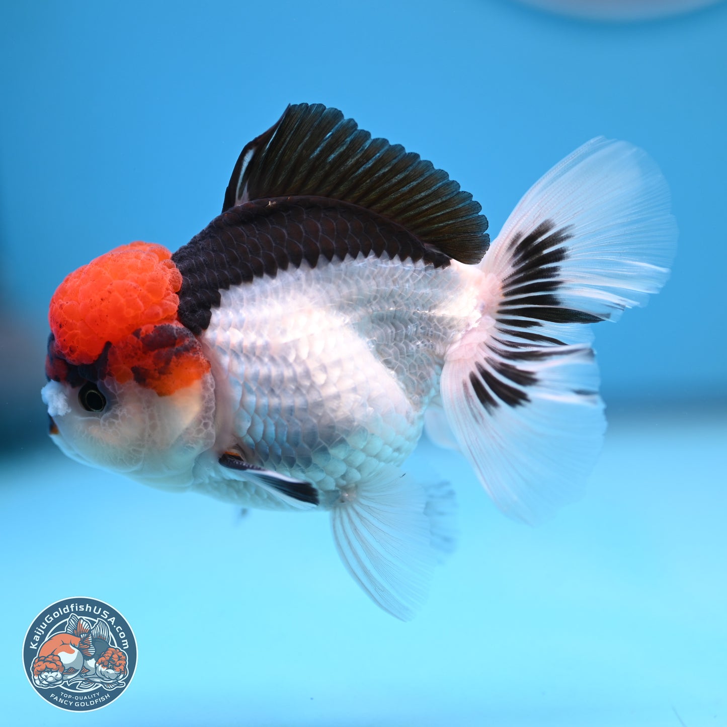 Tricolor Rose Tail Oranda 4.5 inches (241018_OR06) - Kaiju Goldfish USA