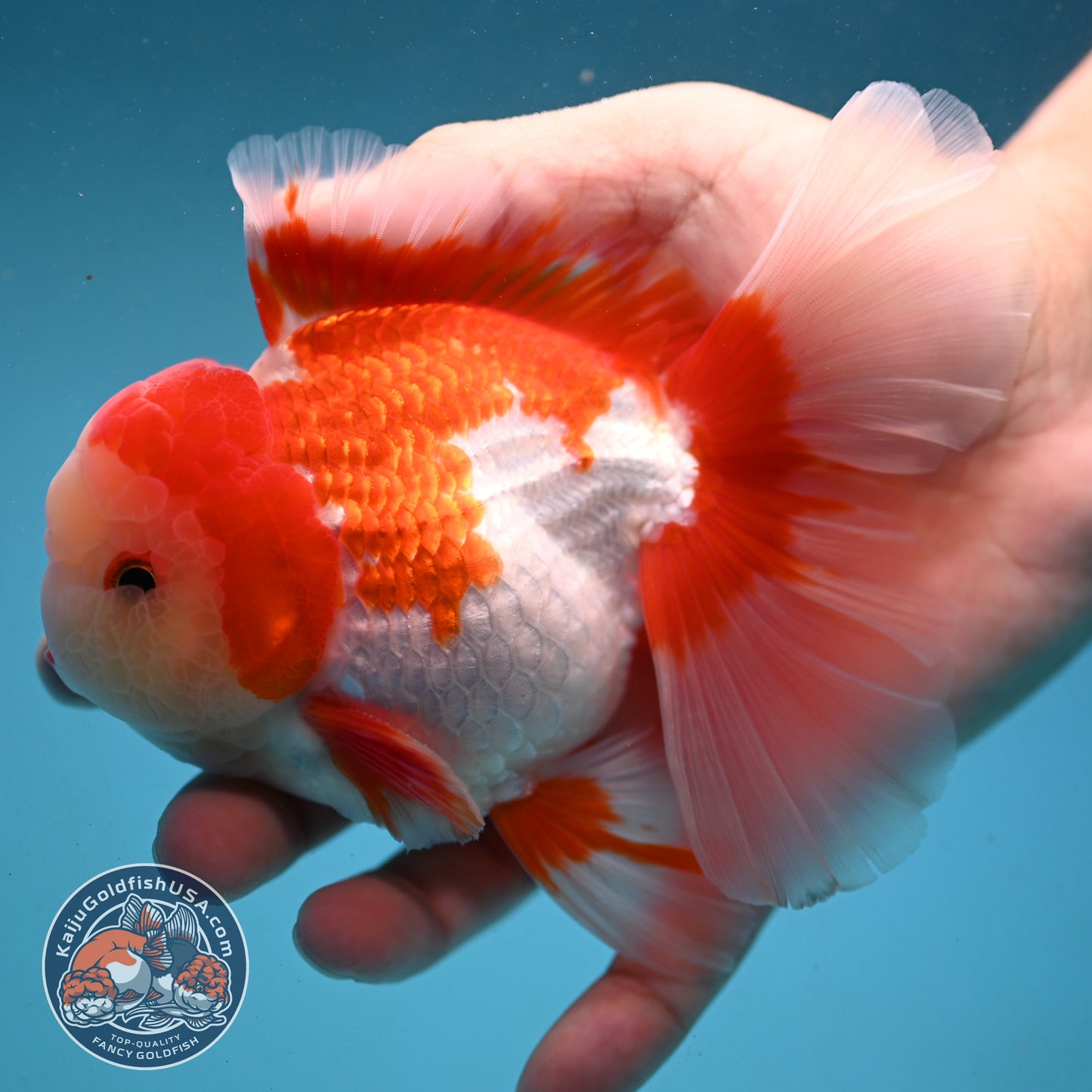 Red White Rose Tail Oranda 3.5 inch Body (251003_OR06)