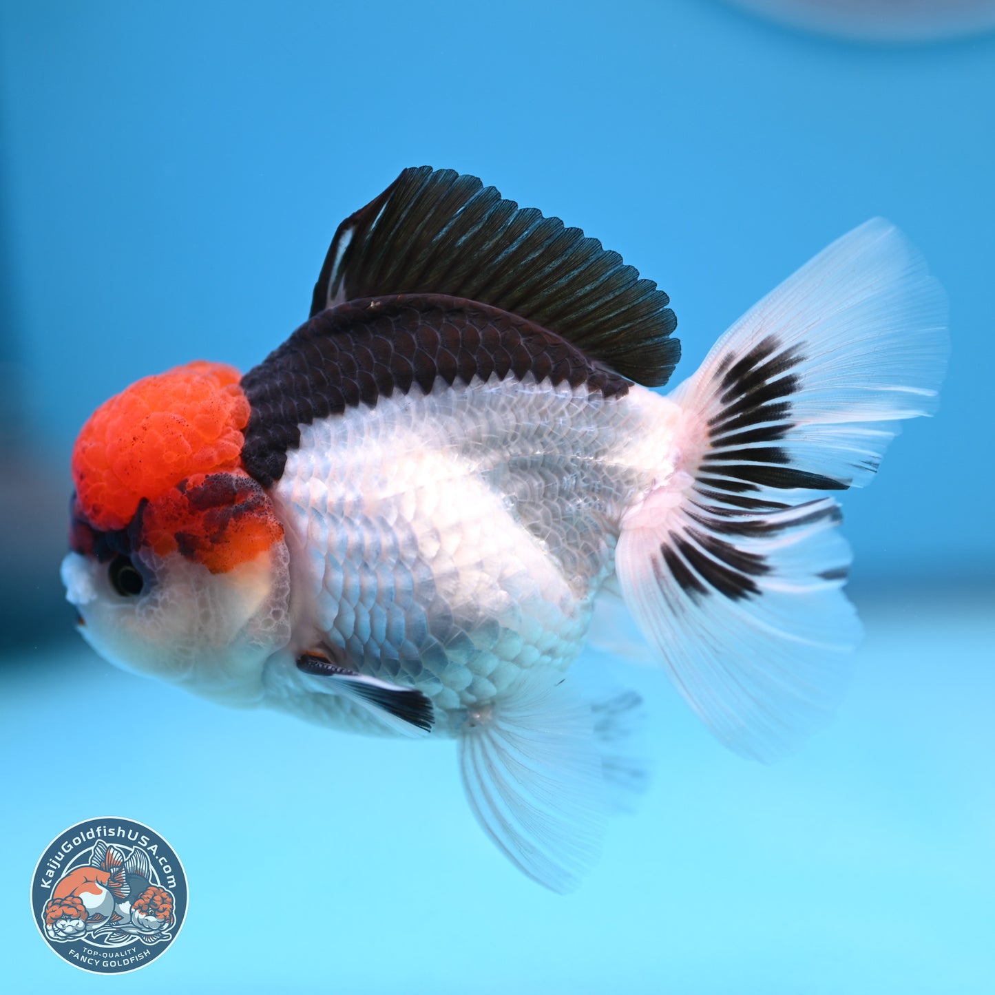 Tricolor Rose Tail Oranda 4.5 inches (241018_OR06) - Kaiju Goldfish USA