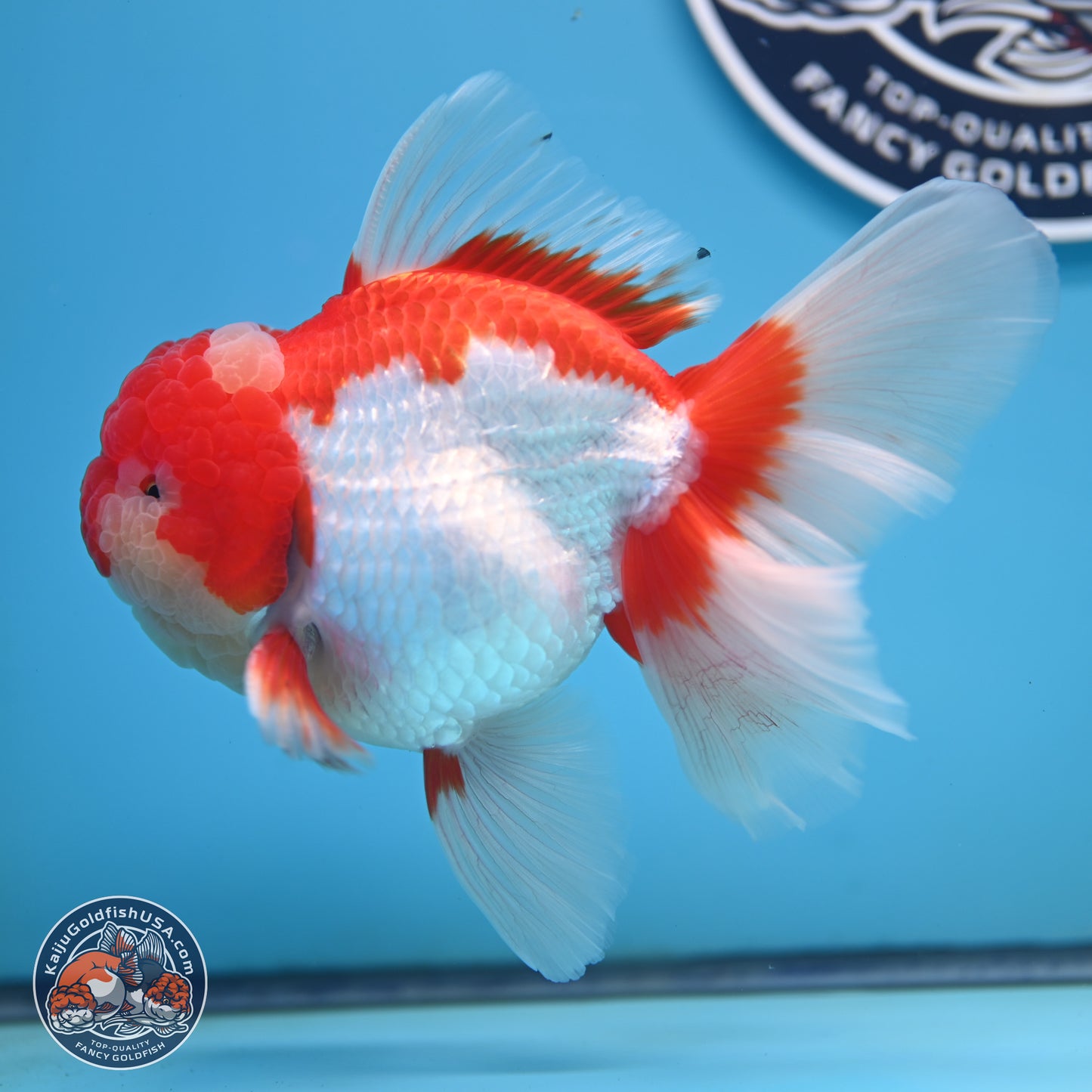 Jade Seal Red White Rose Tail Oranda 4 inches Body - Male (250221_OR07)
