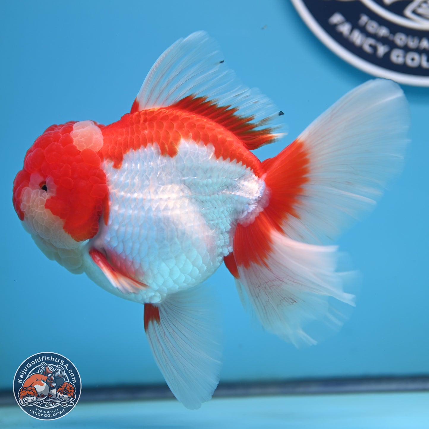 Jade Seal Red White Rose Tail Oranda 4 inches Body - Male (250221_OR07)