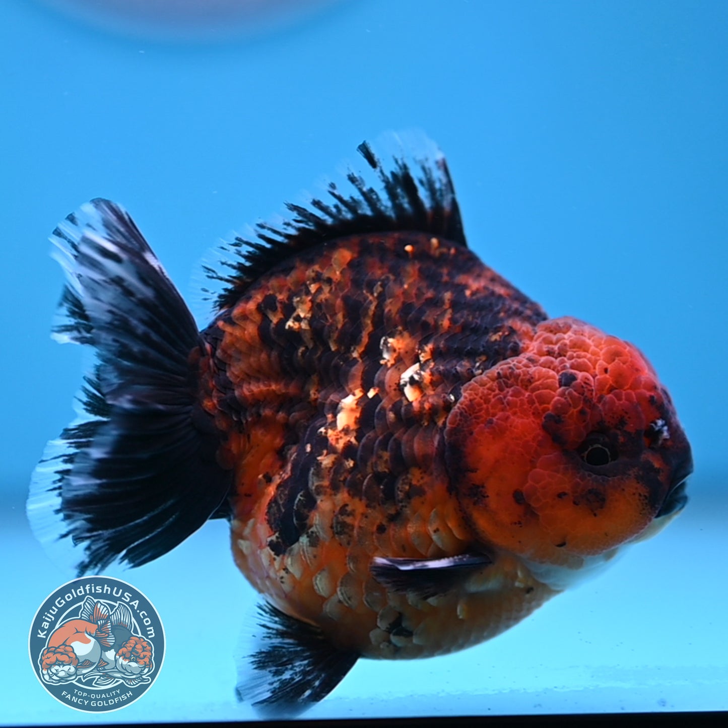 Shogun Tiger Oranda 3.5 inches Body (250606_OR06)