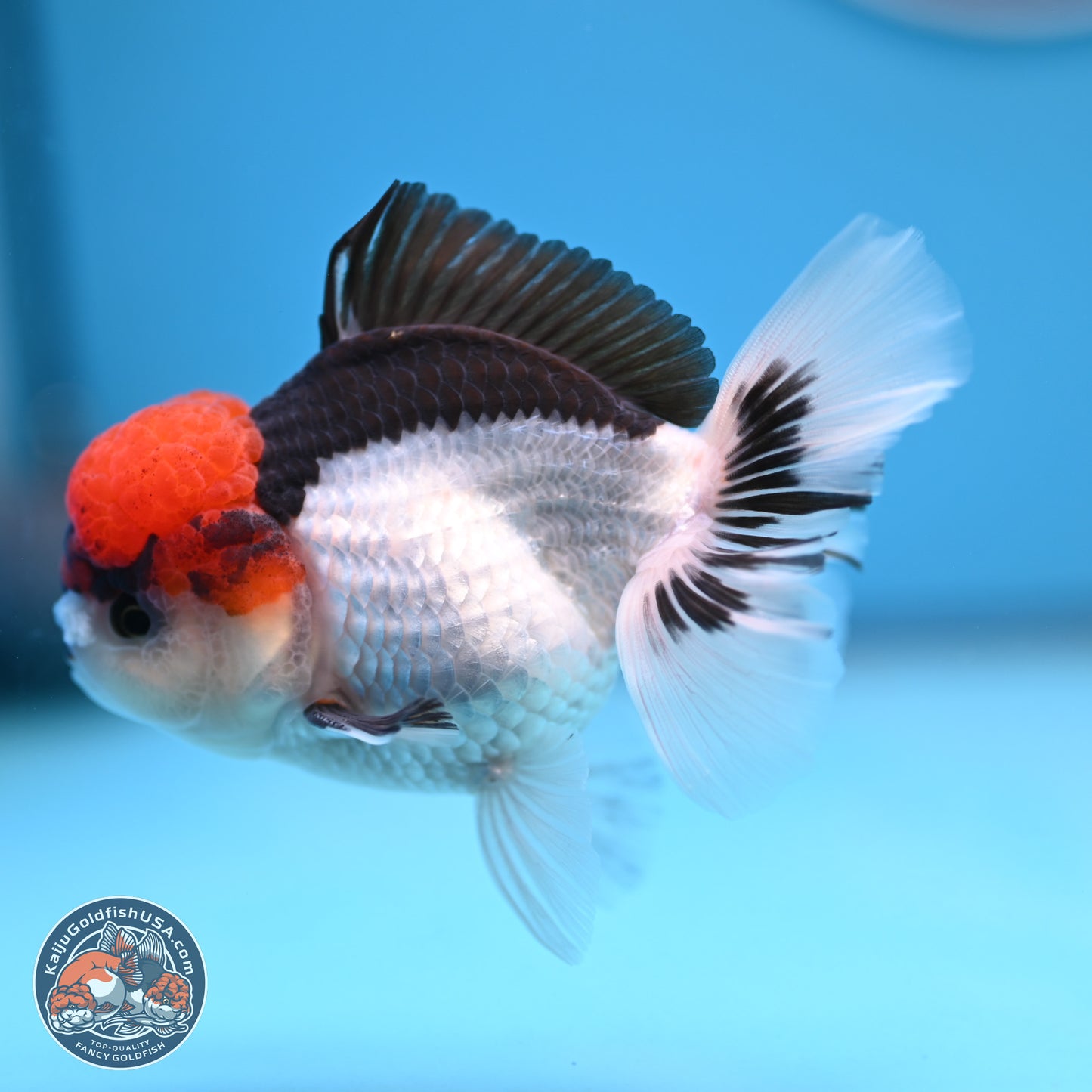 Tricolor Rose Tail Oranda 4.5 inches (241018_OR06) - Kaiju Goldfish USA