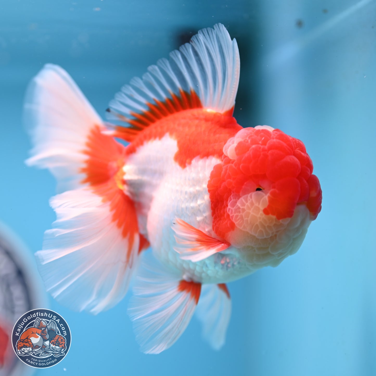Jade Seal Red White Rose Tail Oranda 4 inches Body - Male (250221_OR07)