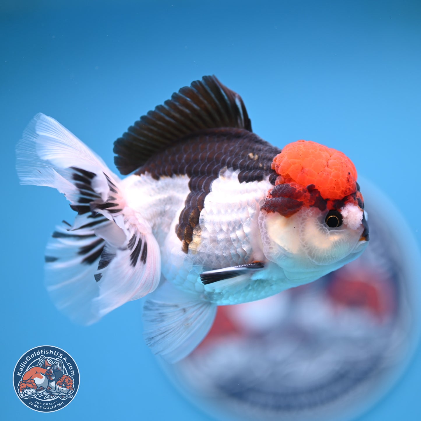 Tricolor Rose Tail Oranda 4.5 inches (241018_OR06) - Kaiju Goldfish USA