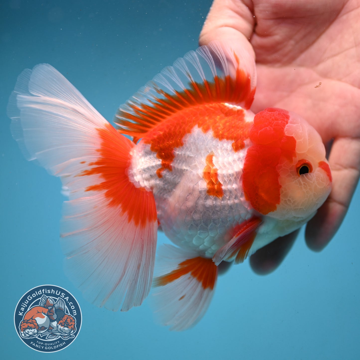 Red White Rose Tail Oranda 3.5 inch Body (251003_OR06)