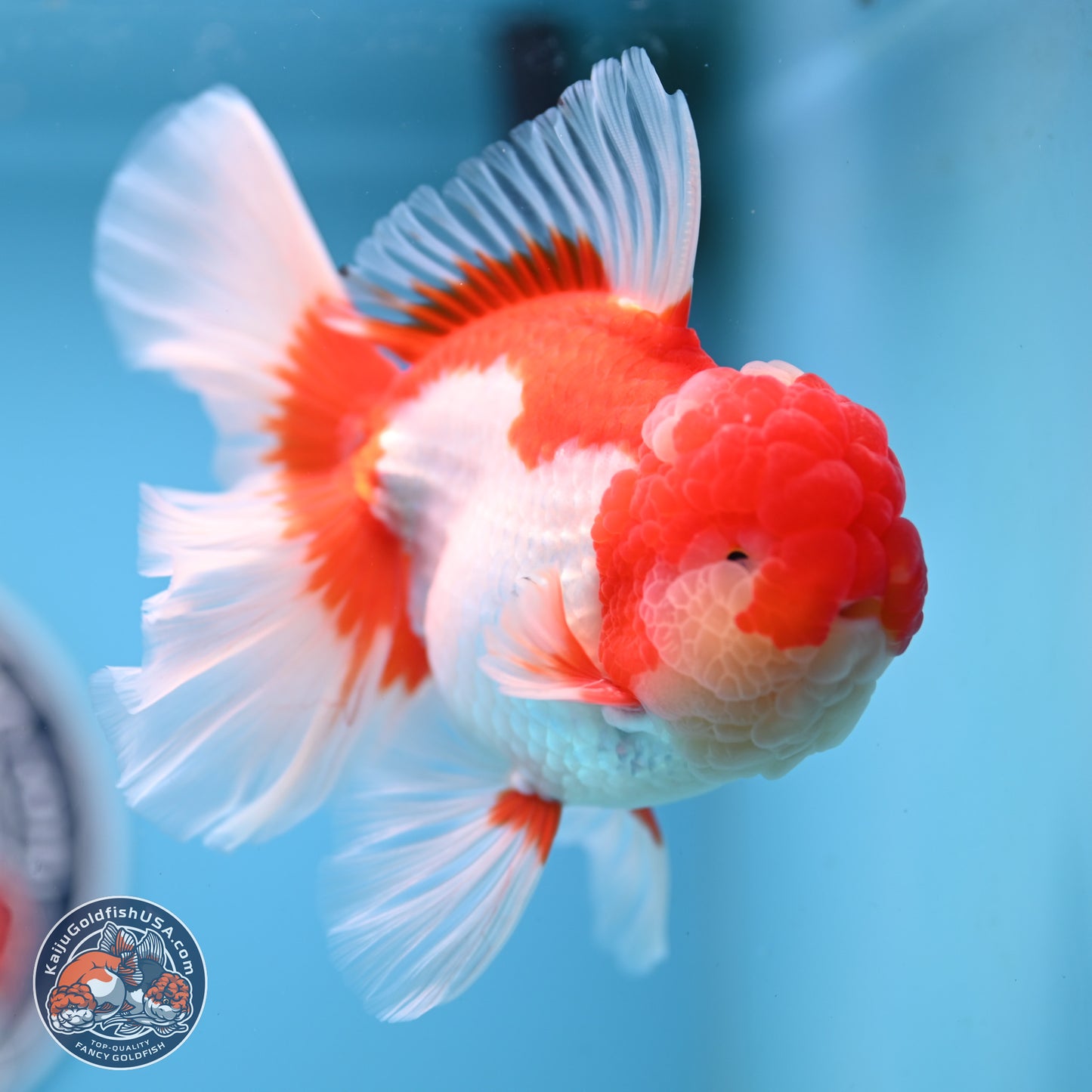 Jade Seal Red White Rose Tail Oranda 4 inches Body - Male (250221_OR07)