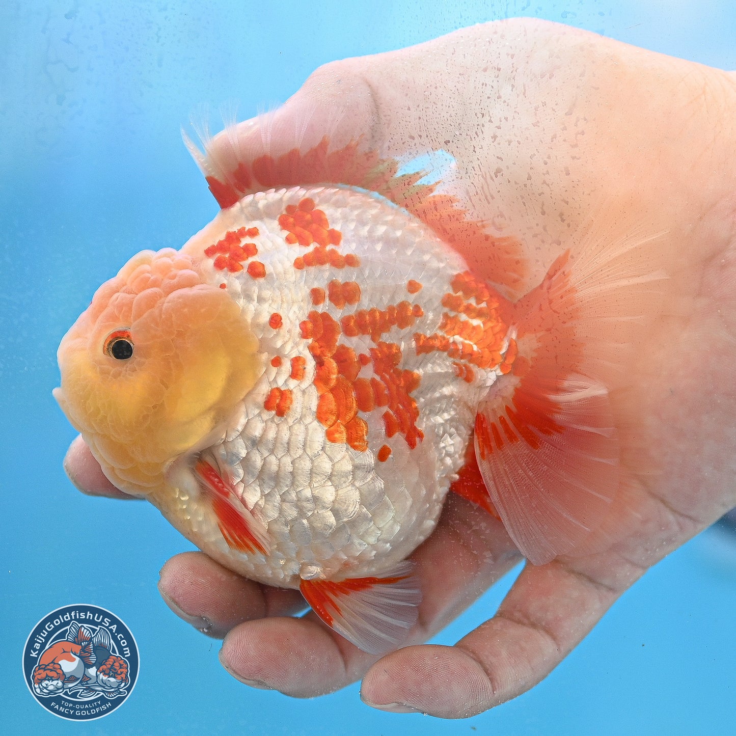 Polka Dot Red White YuanBao Oranda 3.5 inches Body - Male (250214_OR06)