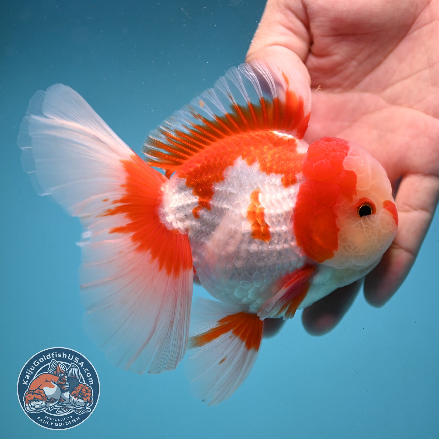 Red White Rose Tail Oranda 3.5 inch Body (251003_OR06)