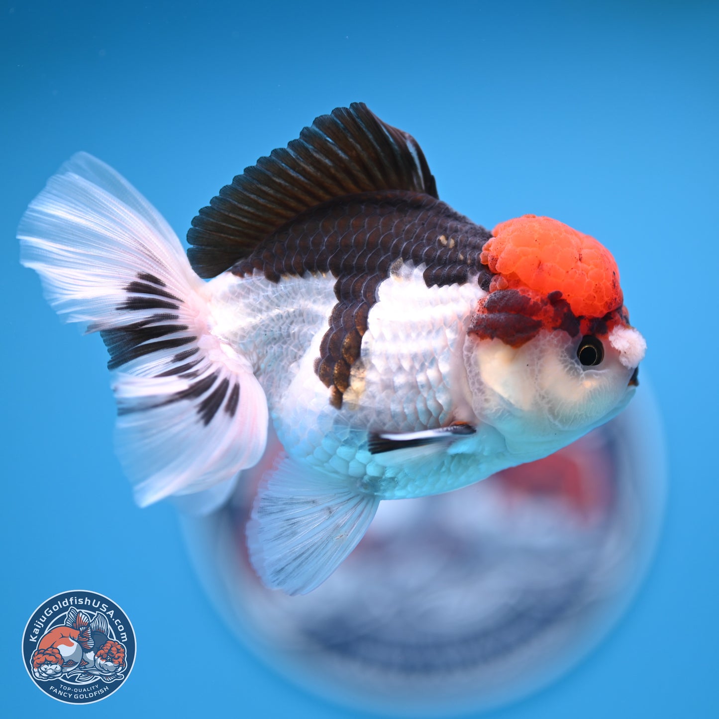 Tricolor Rose Tail Oranda 4.5 inches (241018_OR06) - Kaiju Goldfish USA
