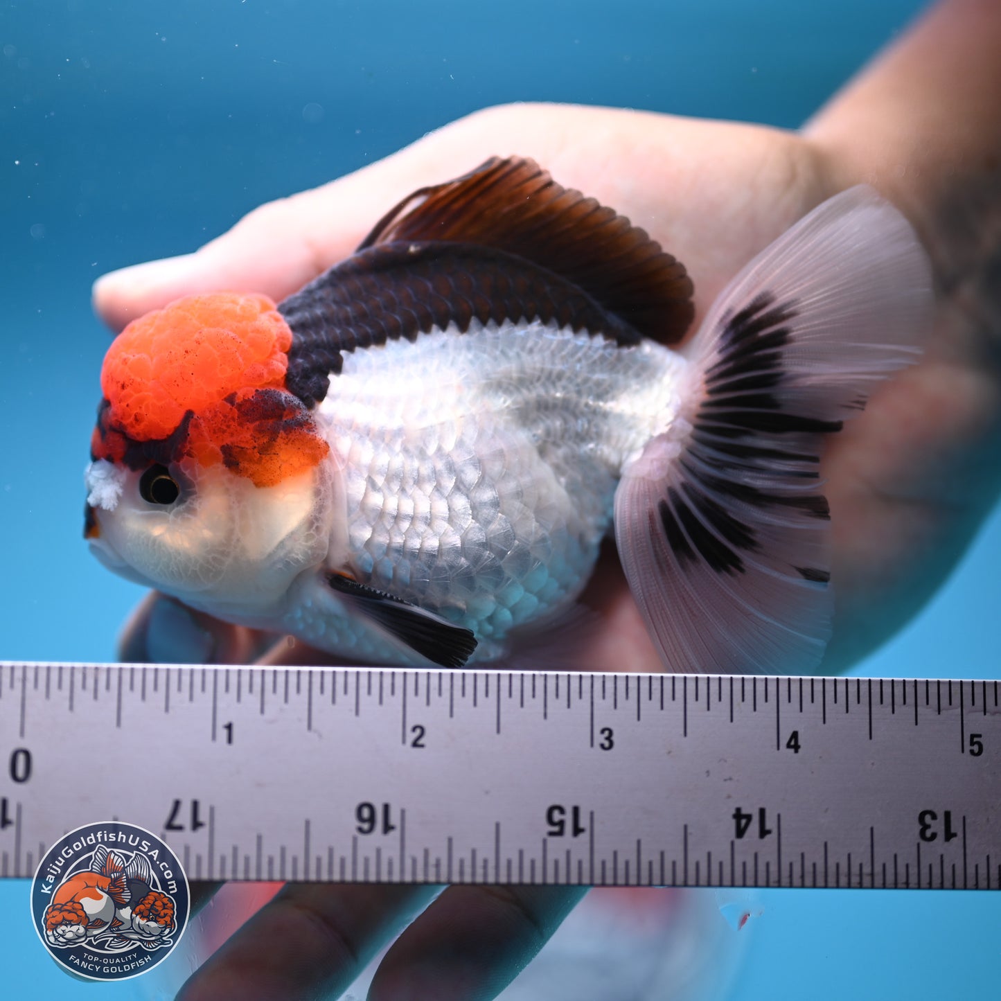 Tricolor Rose Tail Oranda 4.5 inches (241018_OR06) - Kaiju Goldfish USA