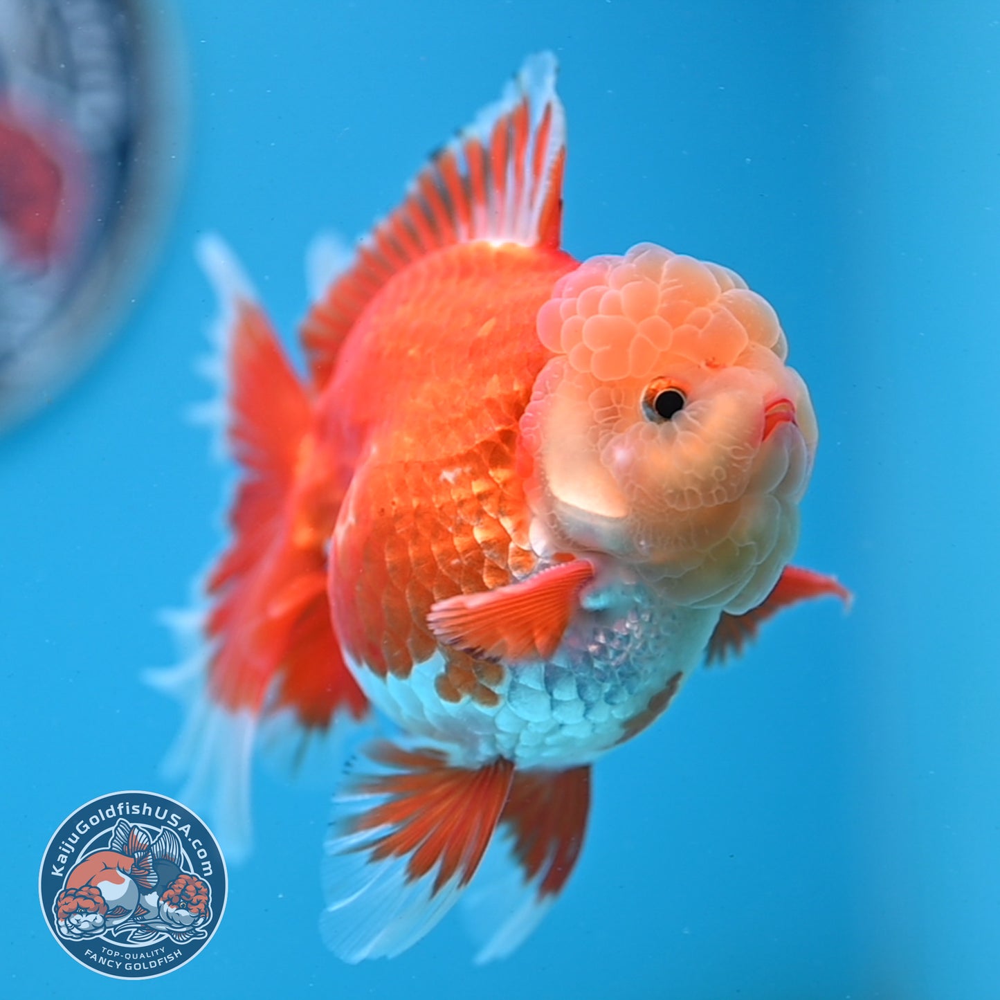 Jade Head Red White Rose Tail Oranda 3.5 inches Body (250509_OR06)