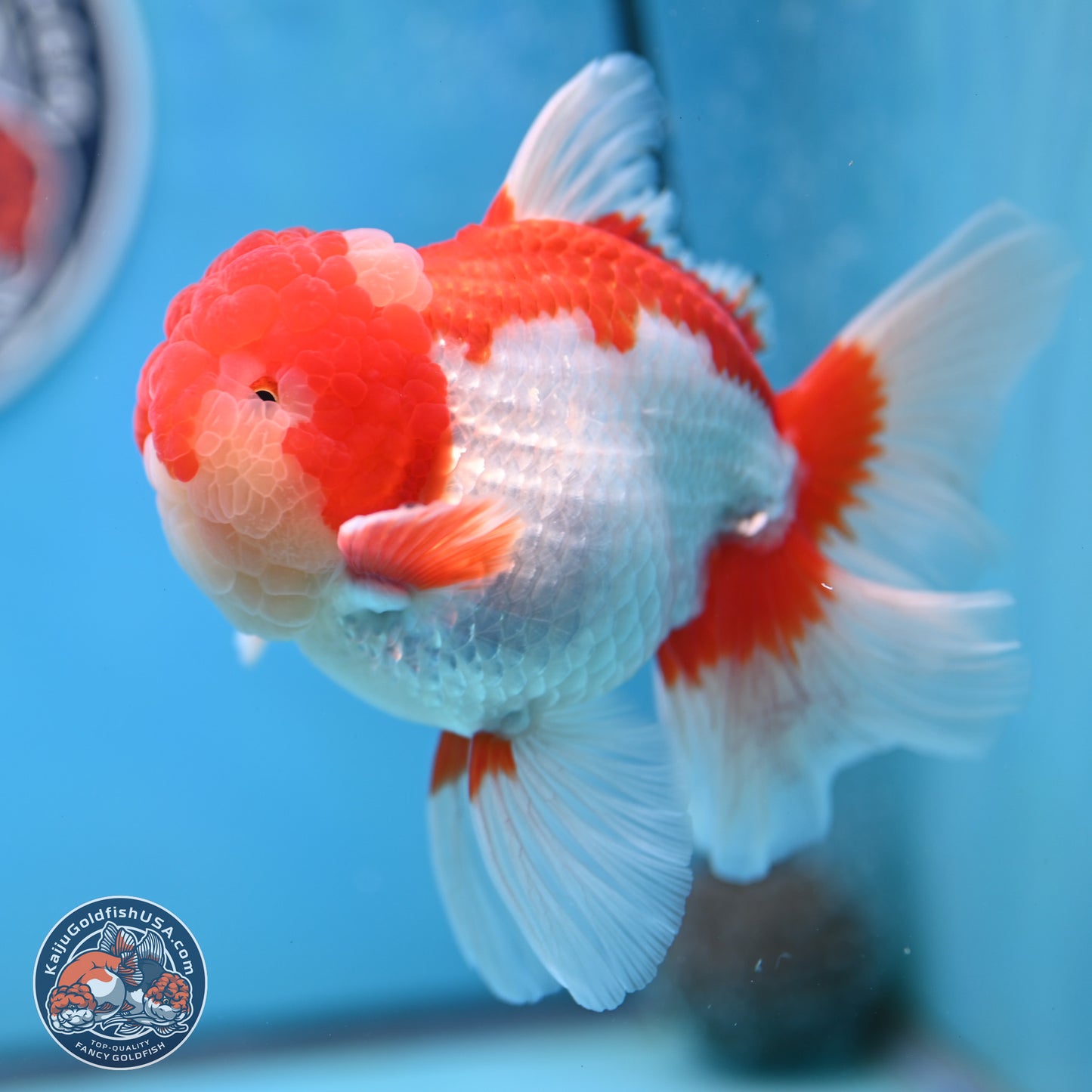 Jade Seal Red White Rose Tail Oranda 4 inches Body - Male (250221_OR07)