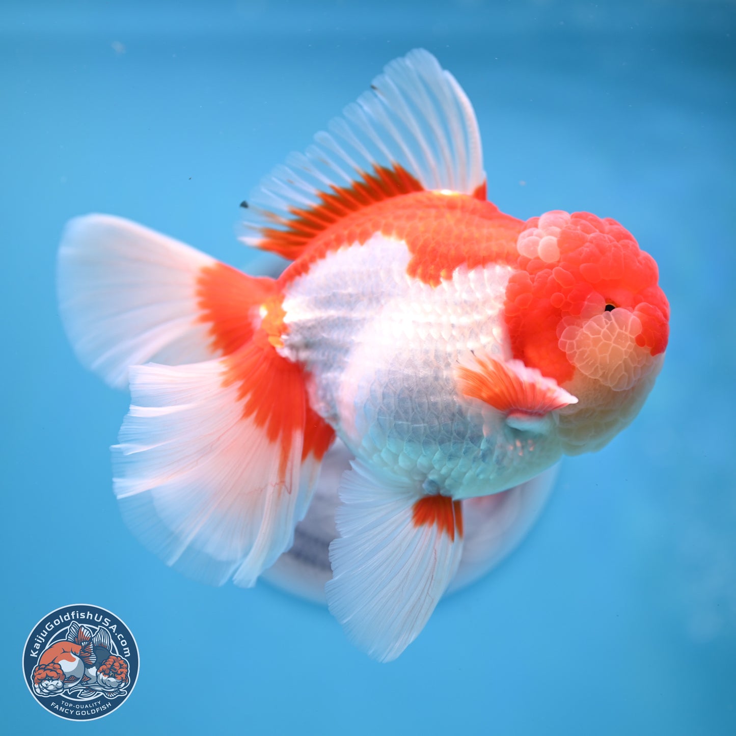 Jade Seal Red White Rose Tail Oranda 4 inches Body - Male (250221_OR07)
