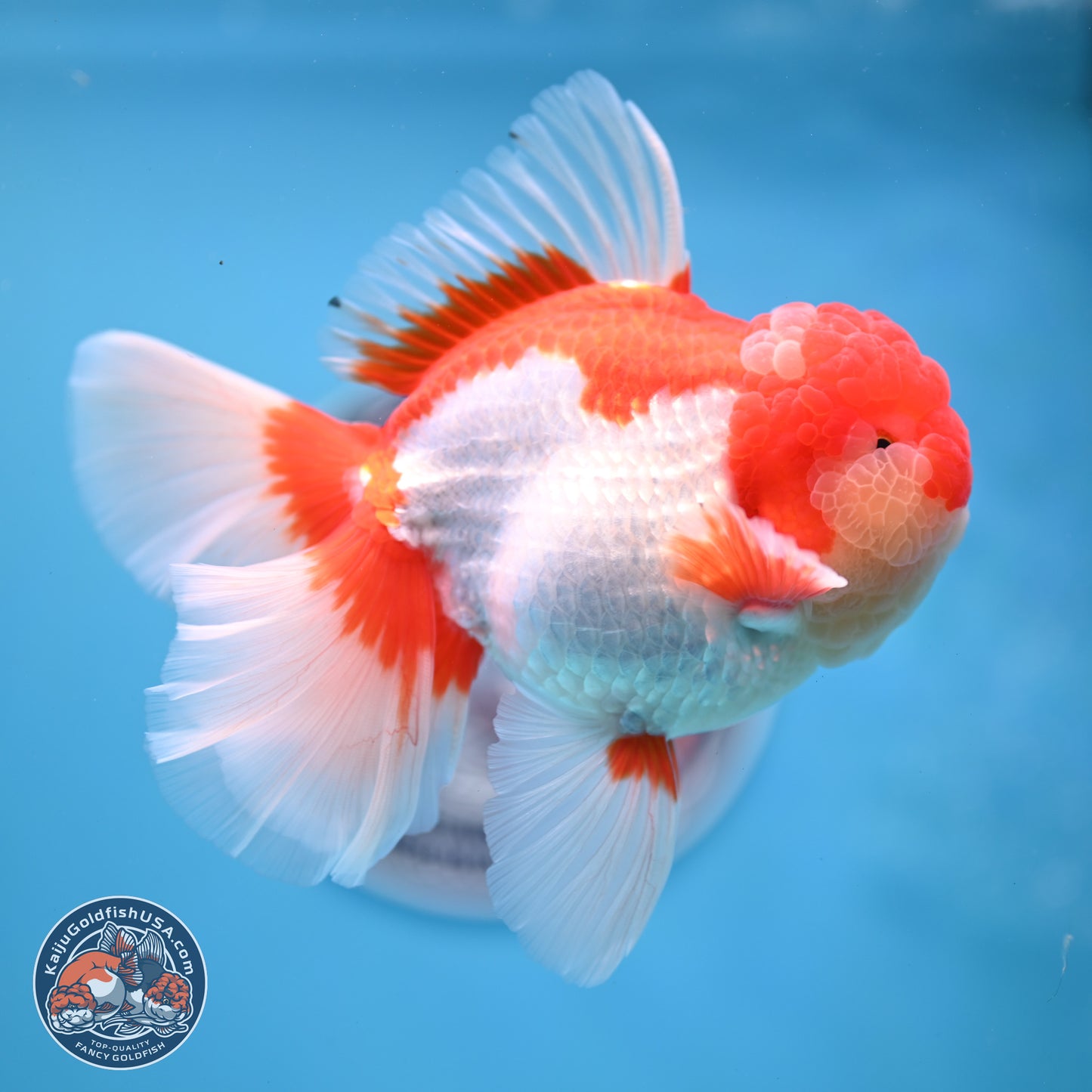 Jade Seal Red White Rose Tail Oranda 4 inches Body - Male (250221_OR07)