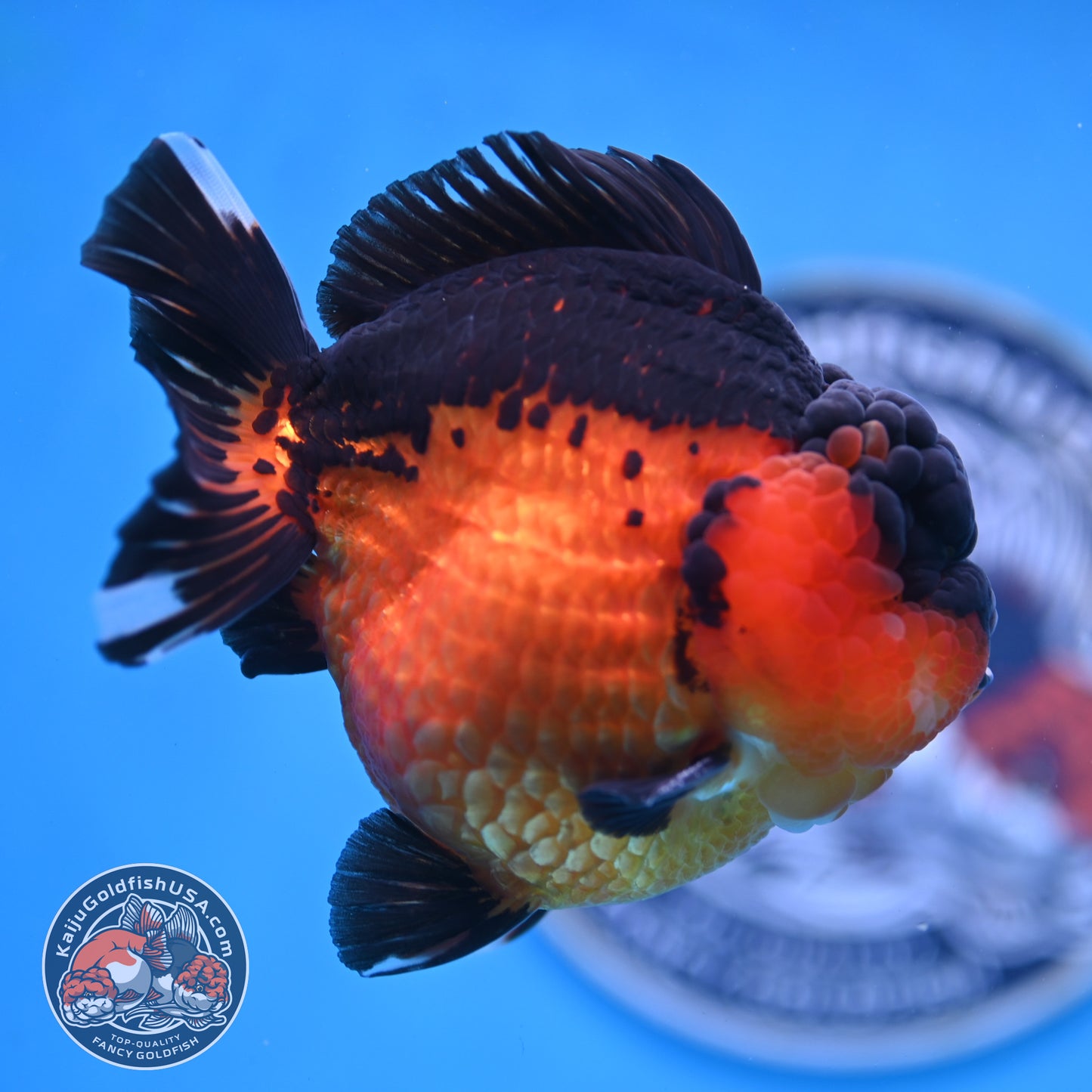 Oranda inch Body (250812_OR03)