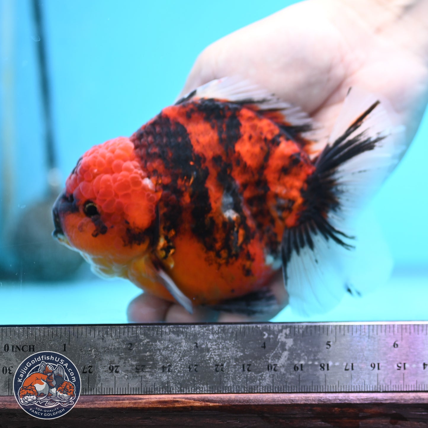 Tiger YuanBao Oranda 4 inches Body - Male (250404_OR06)
