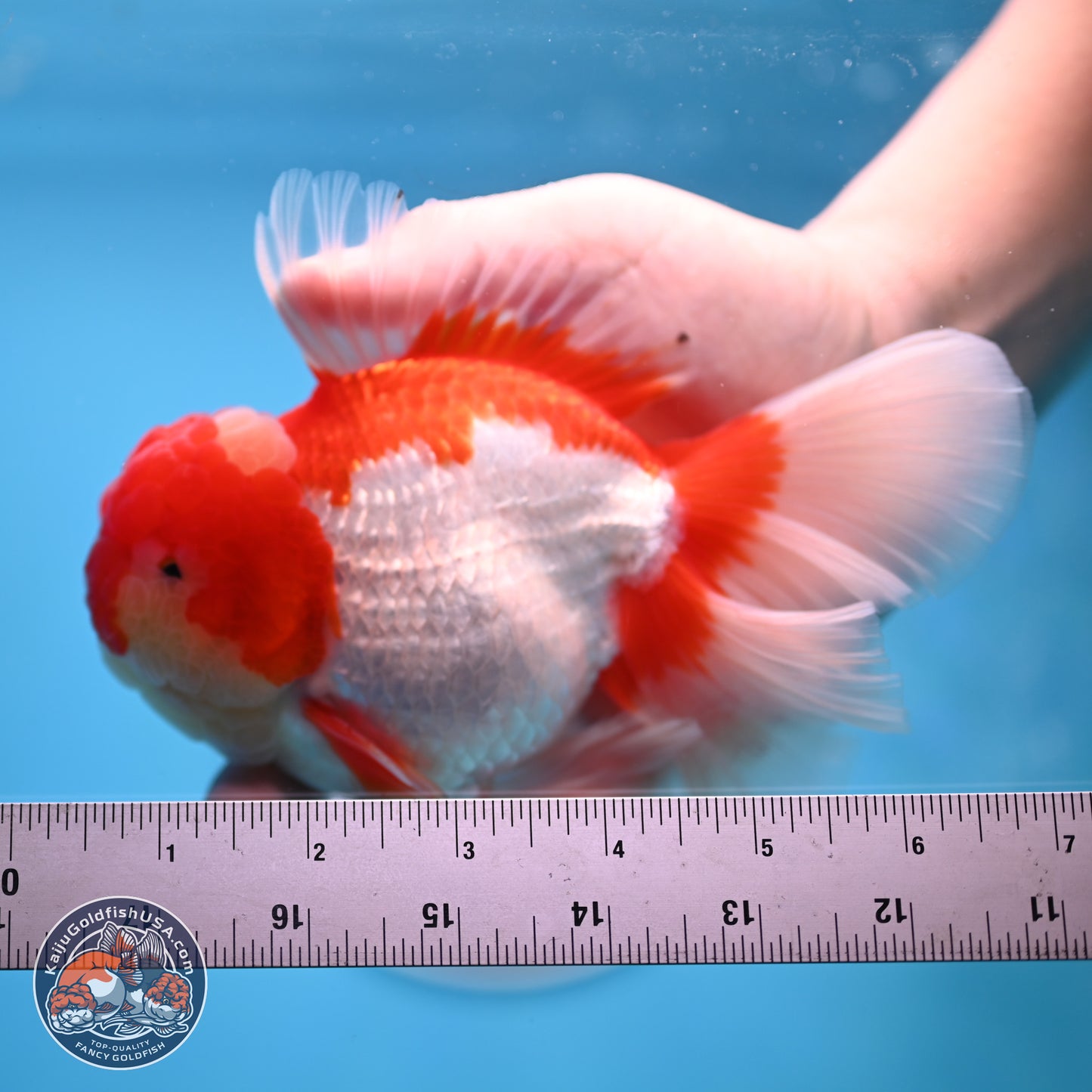 Jade Seal Red White Rose Tail Oranda 4 inches Body - Male (250221_OR07)