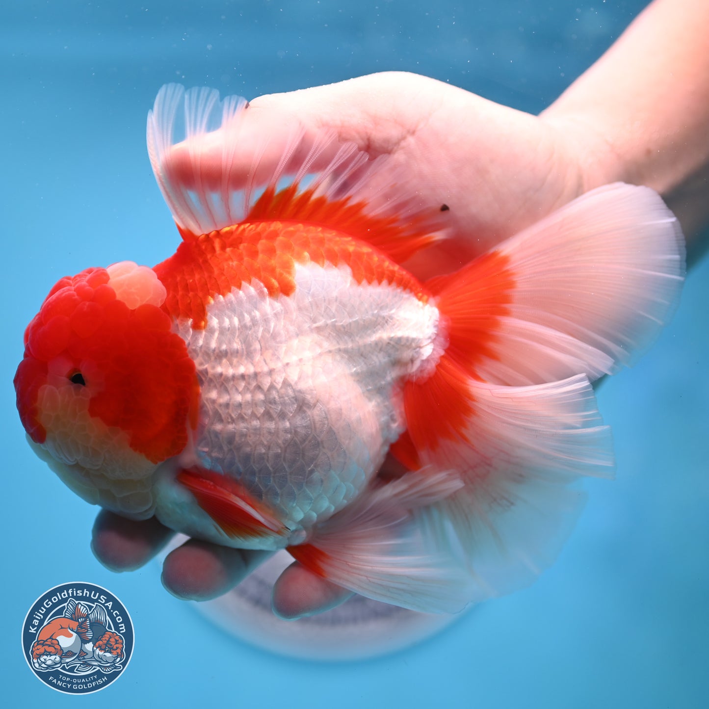 Jade Seal Red White Rose Tail Oranda 4 inches Body - Male (250221_OR07)