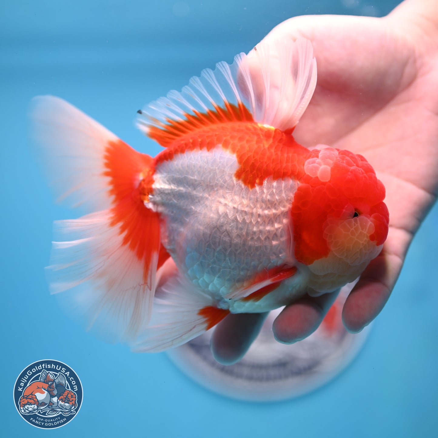Jade Seal Red White Rose Tail Oranda 4 inches Body - Male (250221_OR07)