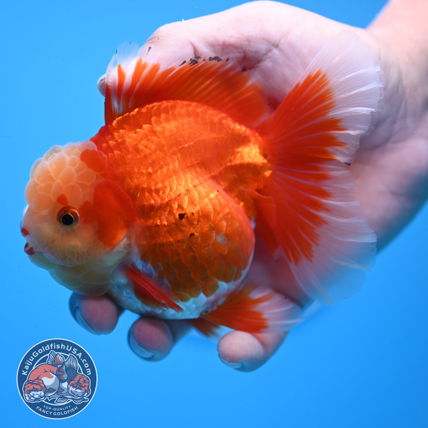 Jade Head Red White Rose Tail Oranda 3.5 inches Body (250509_OR06)