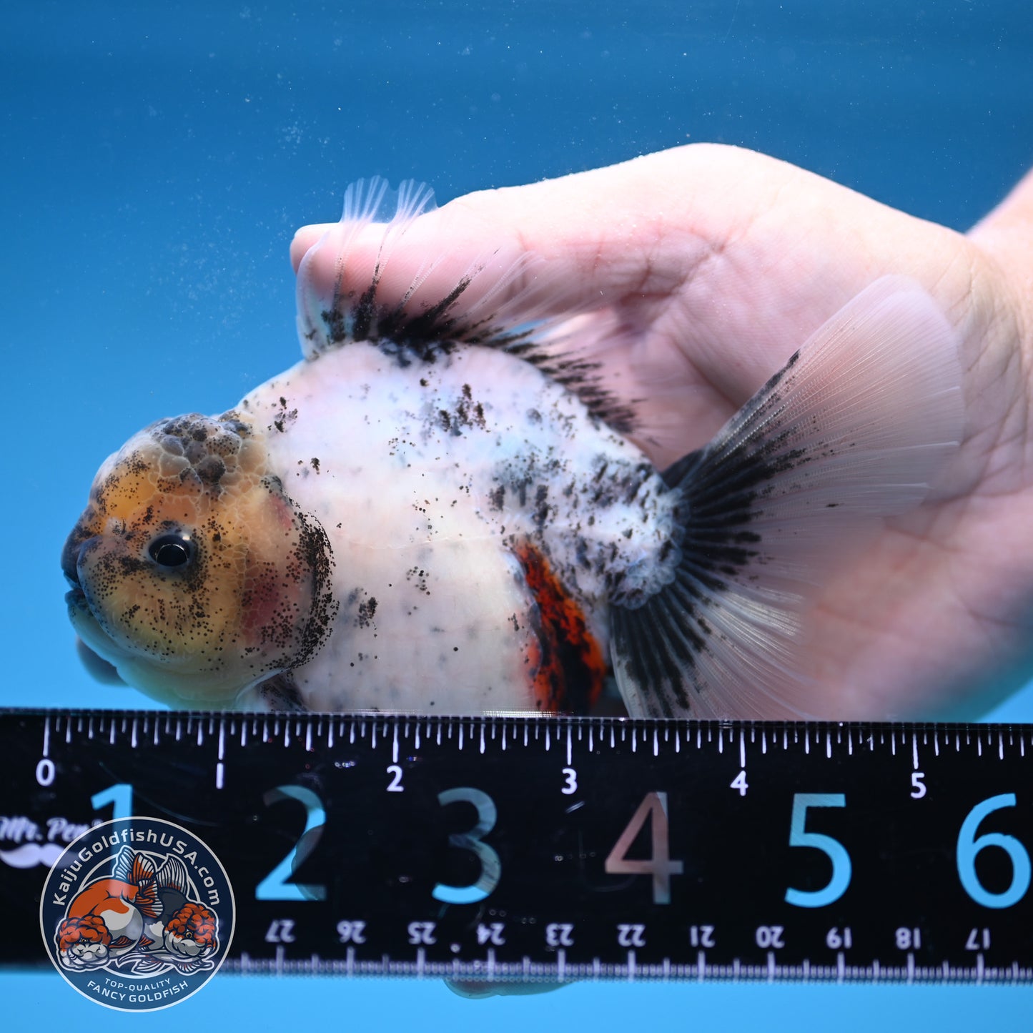 Calico Rose Tail Oranda 3.5 inch Body (250822_OR06)