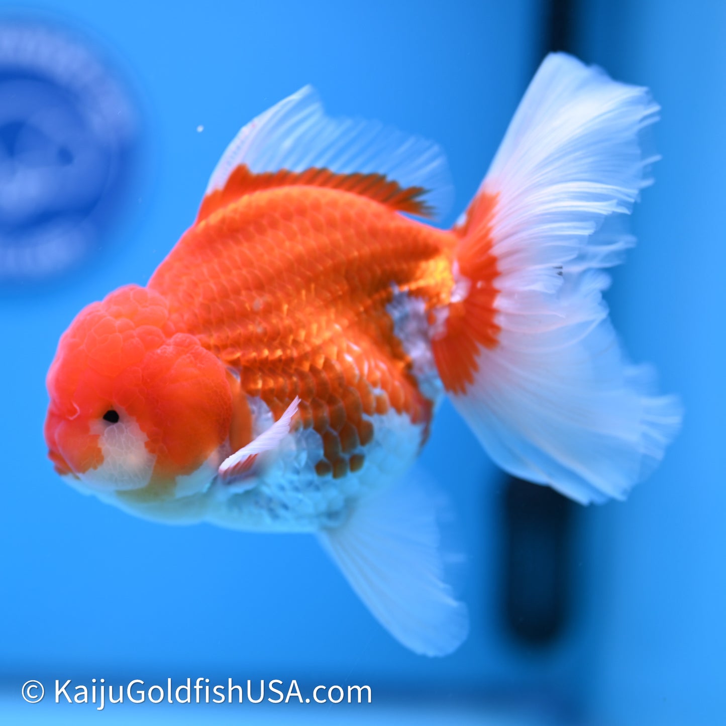 Red White Rose Tail Oranda 4in Body (240621_OR06) - Kaiju Goldfish USA
