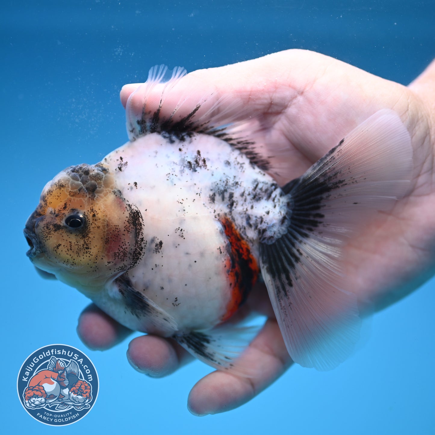 Calico Rose Tail Oranda 3.5 inch Body (250822_OR06)