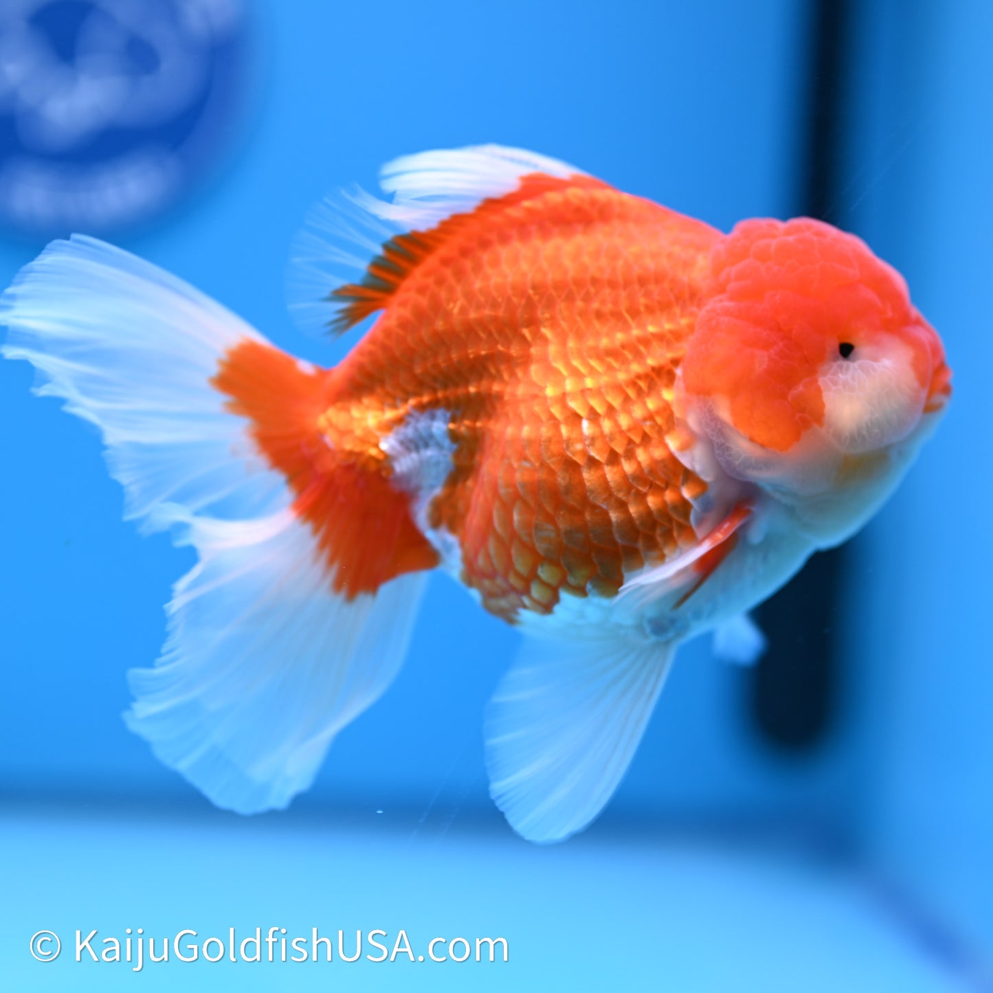 Red White Rose Tail Oranda 4in Body (240621_OR06) - Kaiju Goldfish USA