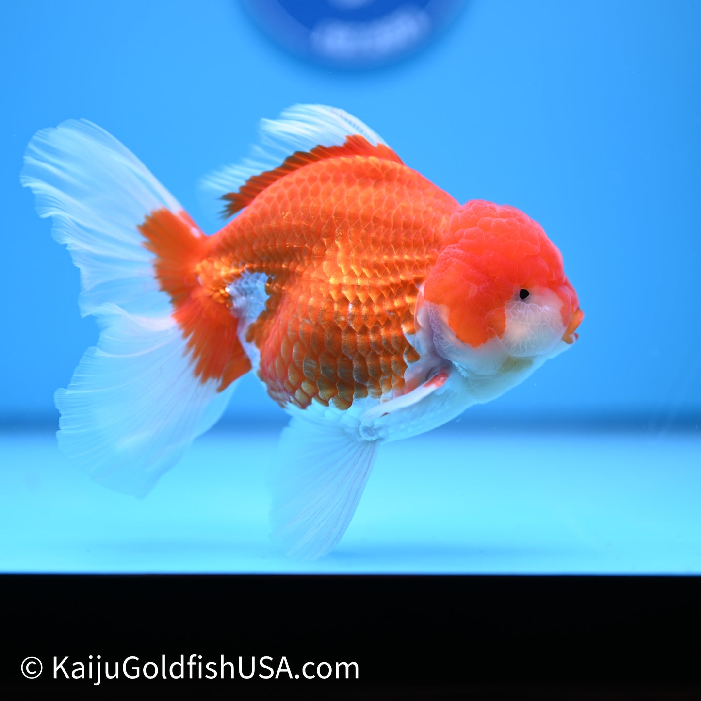 Red White Rose Tail Oranda 4in Body (240621_OR06) - Kaiju Goldfish USA