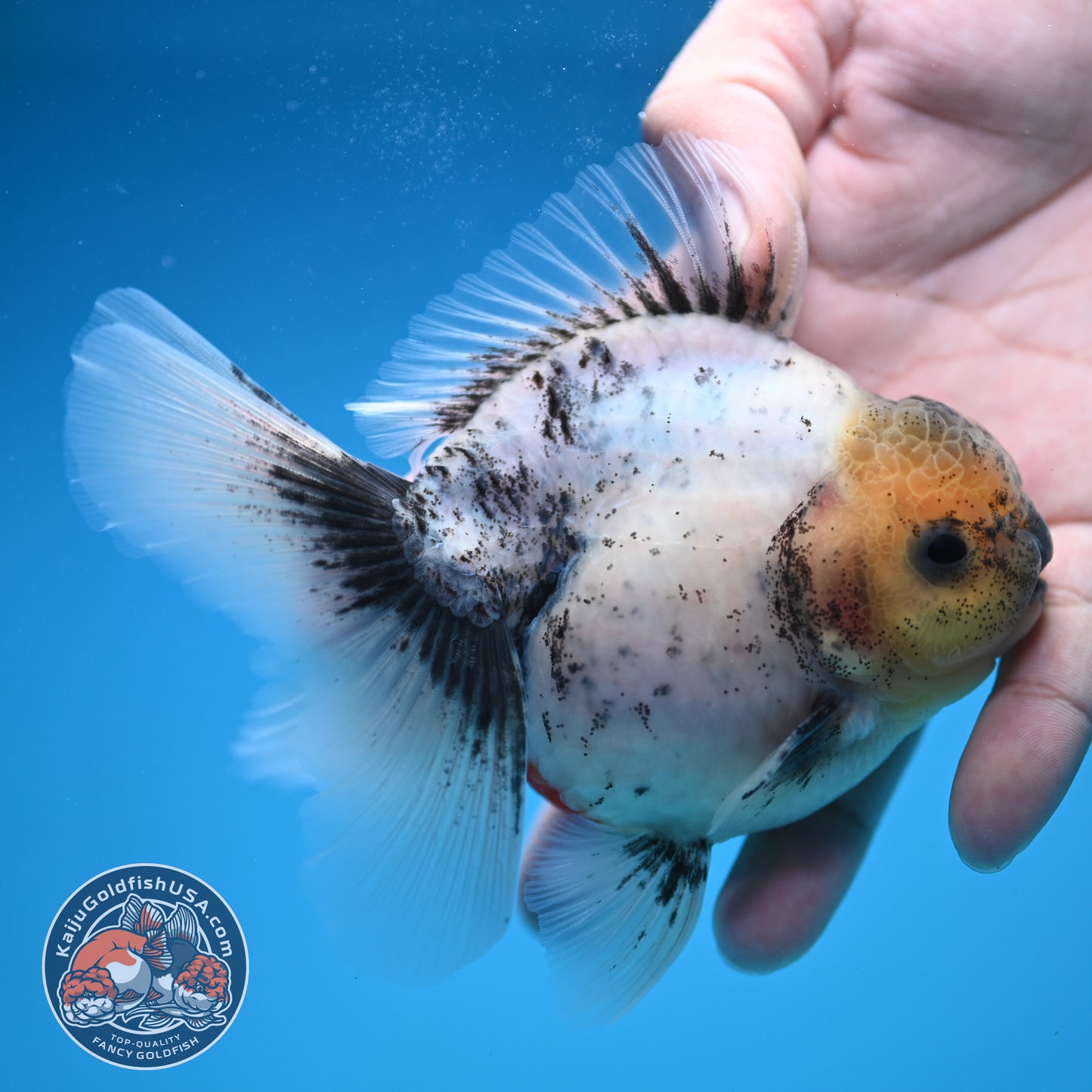 Calico Rose Tail Oranda 3.5 inch Body (250822_OR06)