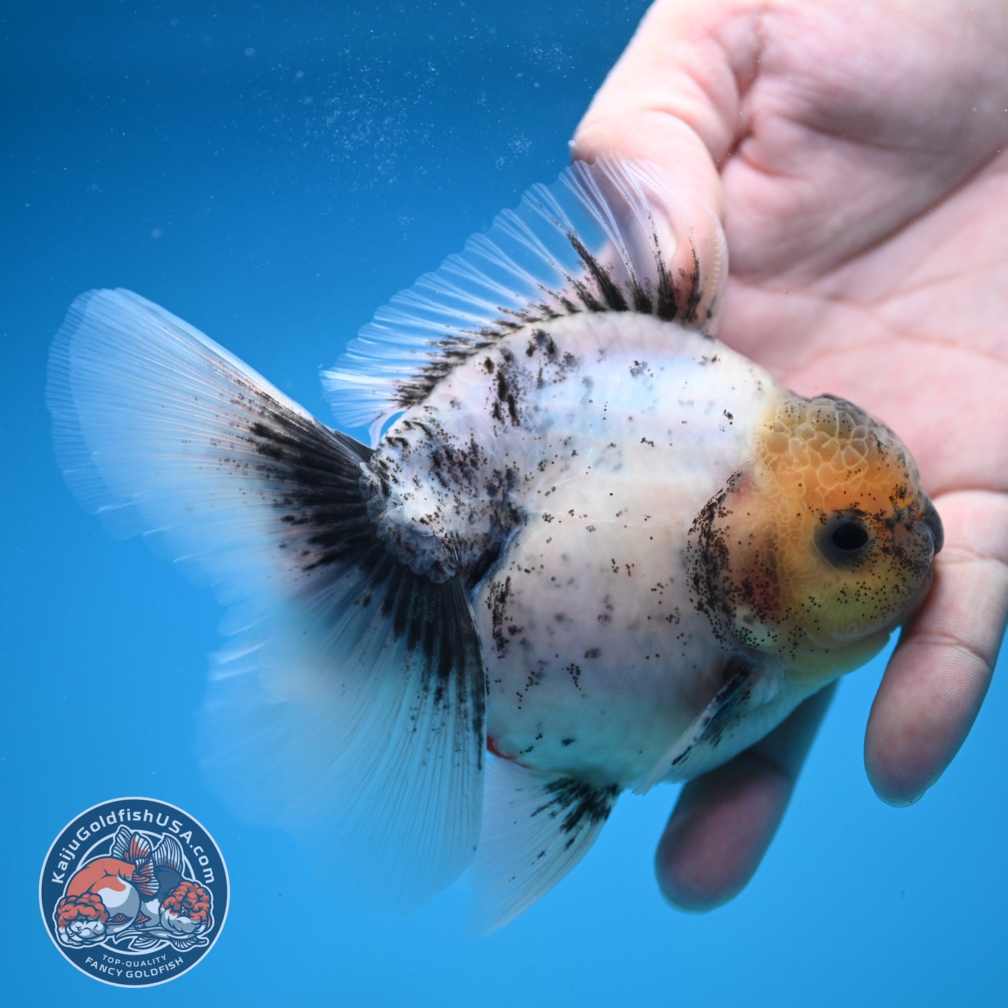 Calico Rose Tail Oranda 3.5 inch Body (250822_OR06)