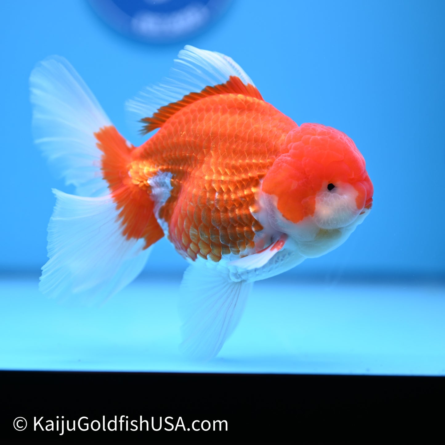 Red White Rose Tail Oranda 4in Body (240621_OR06) - Kaiju Goldfish USA