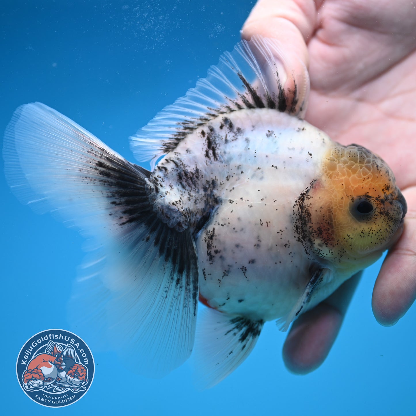 Calico Rose Tail Oranda 3.5 inch Body (250822_OR06)