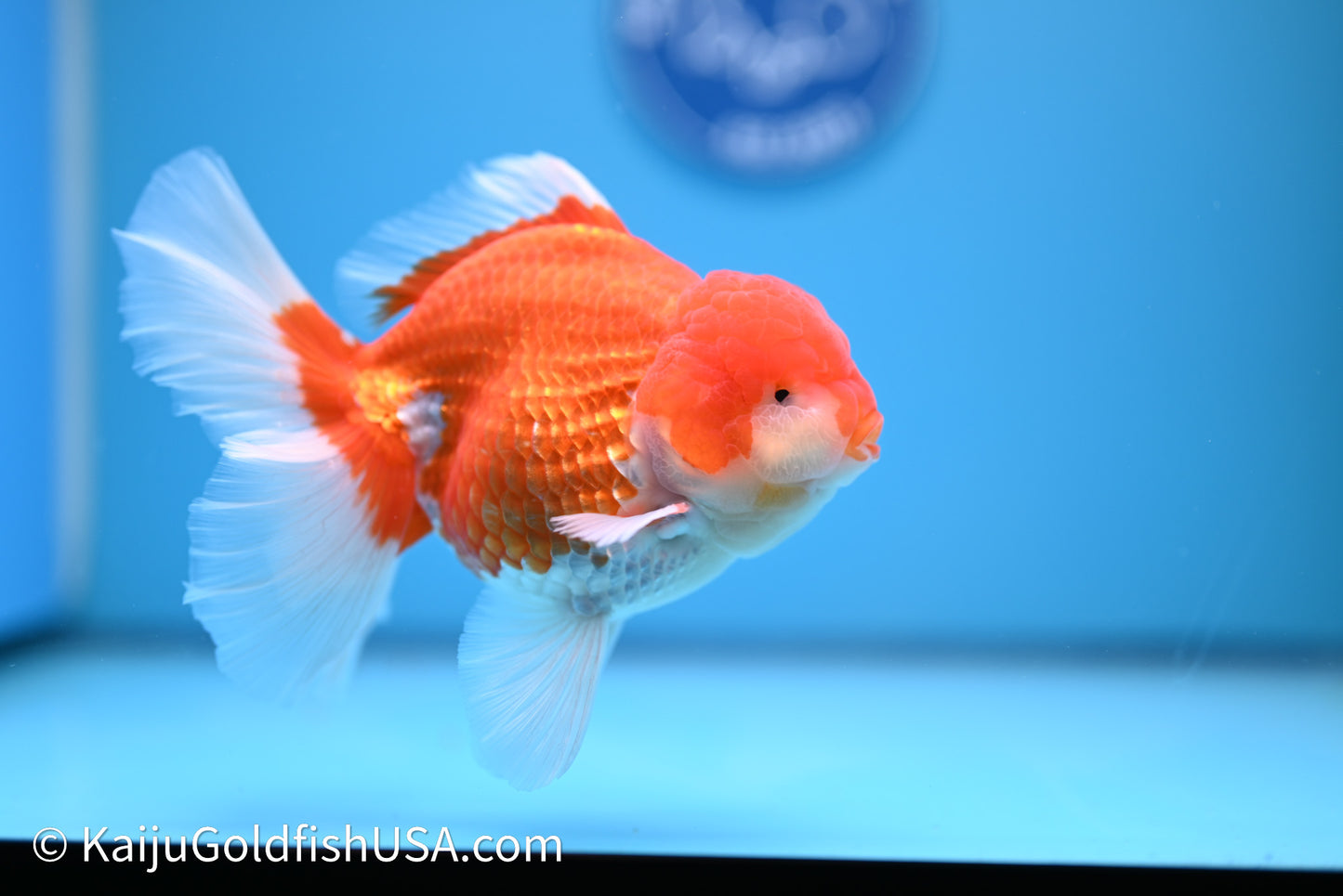 Red White Rose Tail Oranda 4in Body (240621_OR06) - Kaiju Goldfish USA
