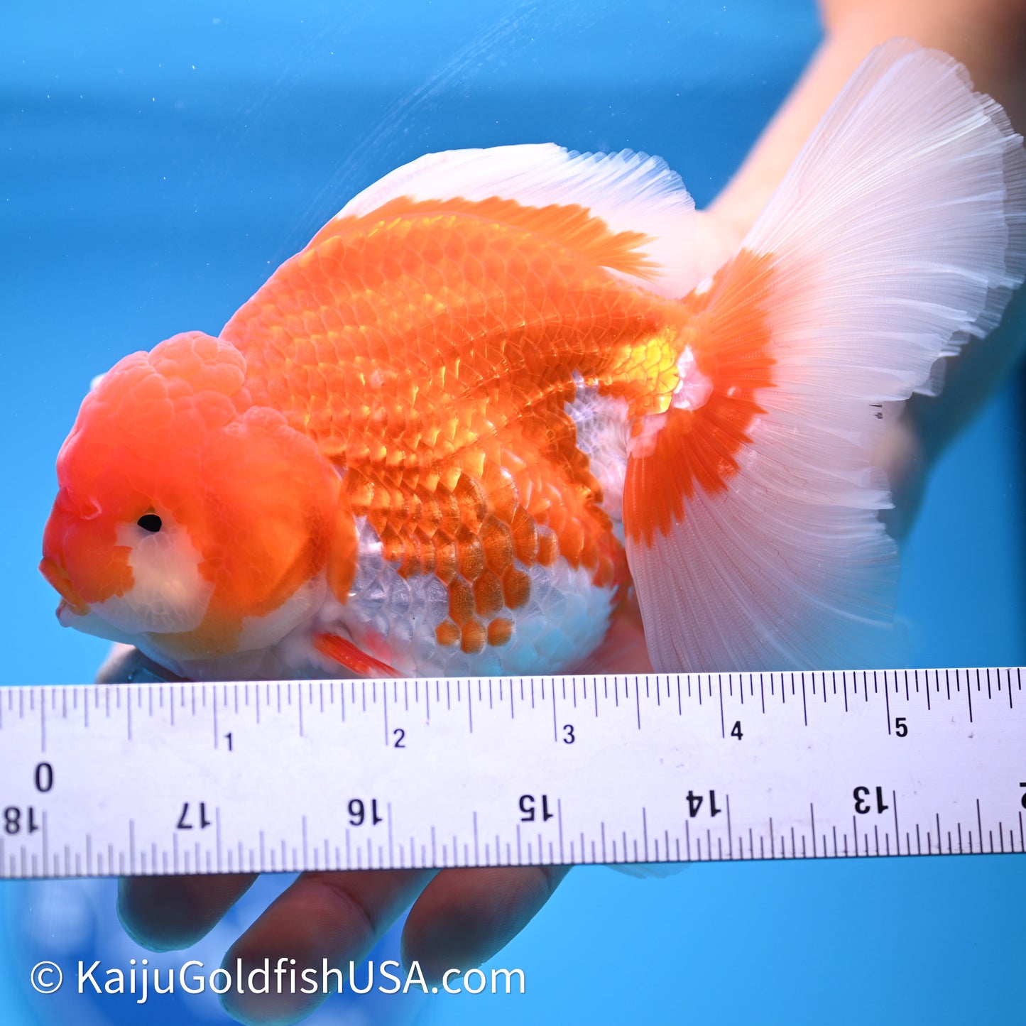 Red White Rose Tail Oranda 4in Body (240621_OR06) - Kaiju Goldfish USA