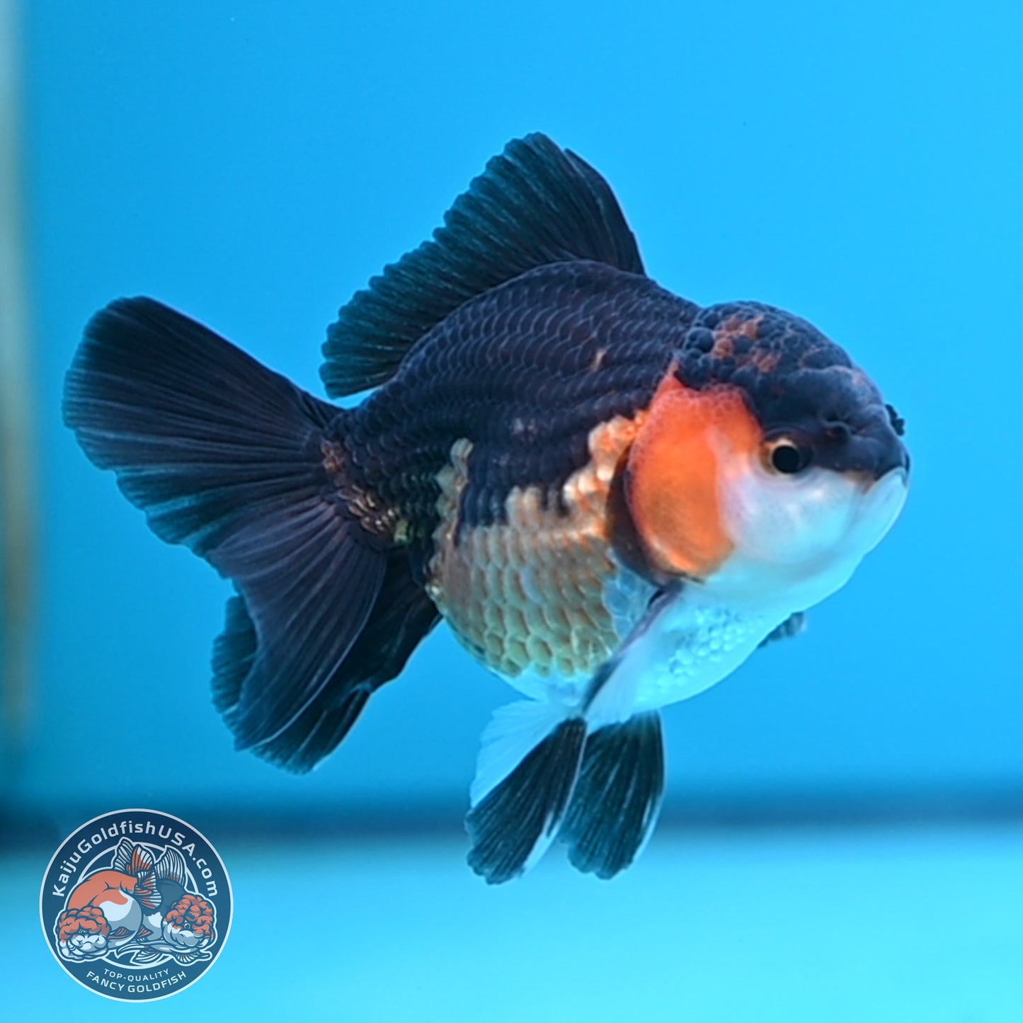 Tricolor Oranda 3 inches Body (250502_OR06)