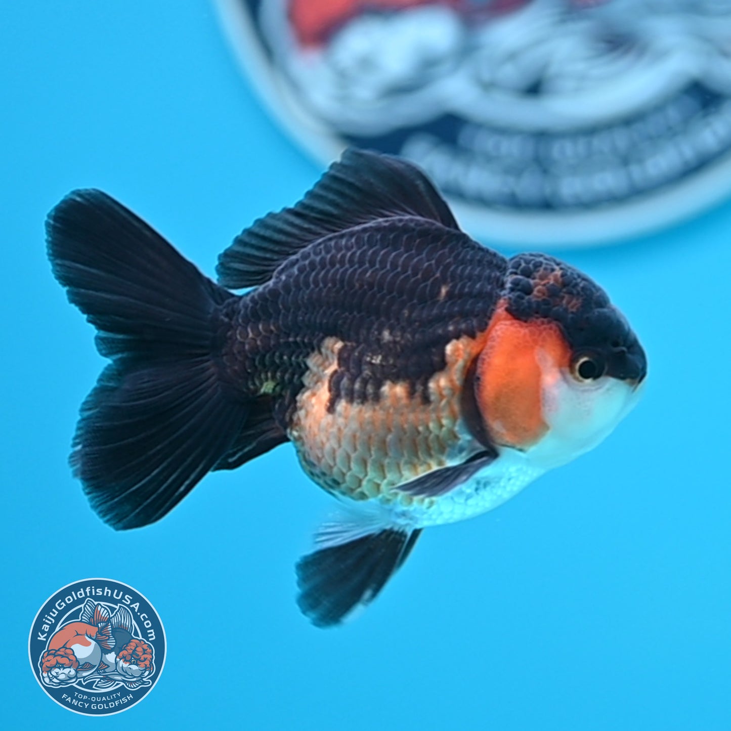 Tricolor Oranda 3 inches Body (250502_OR06)