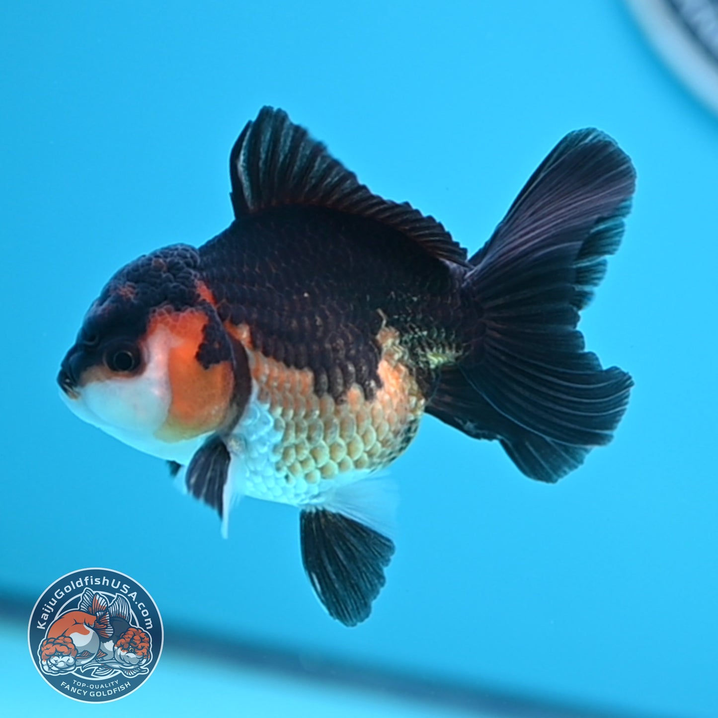 Tricolor Oranda 3 inches Body (250502_OR06)