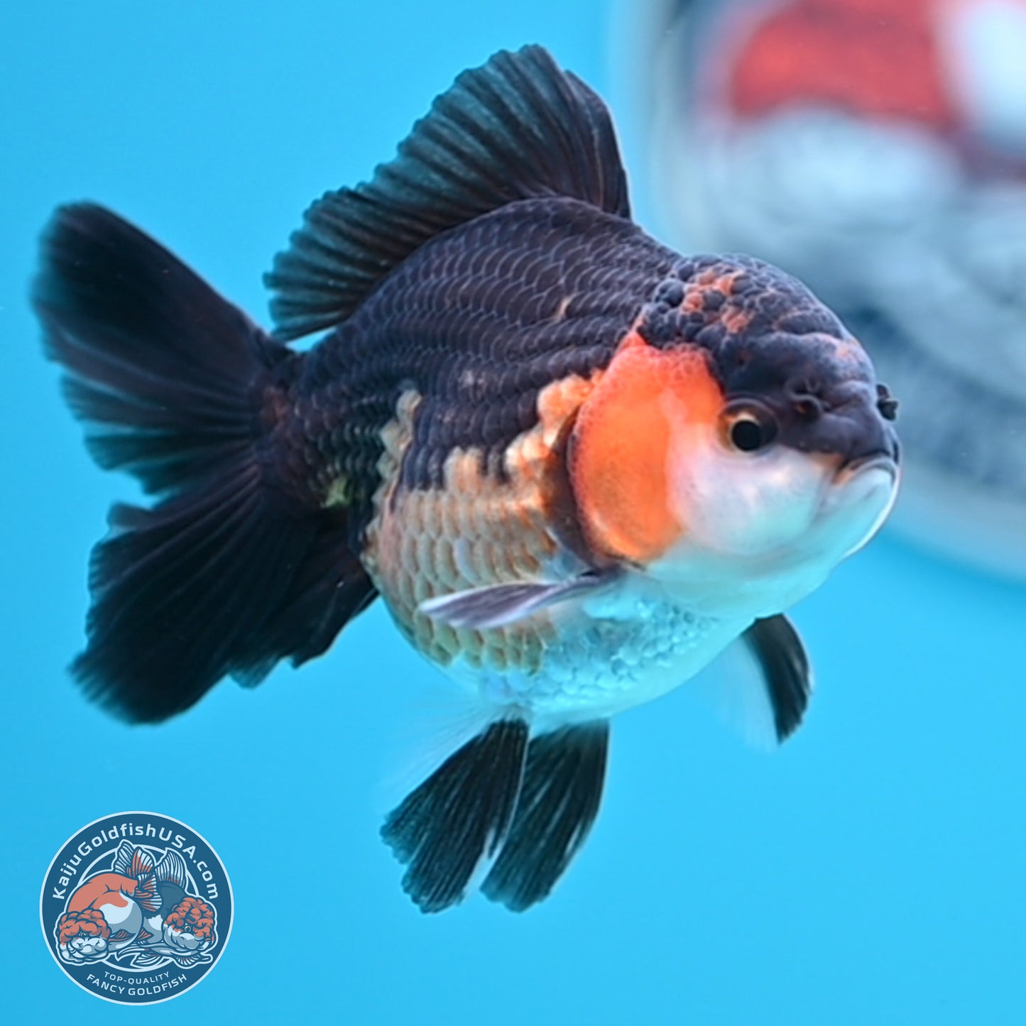 Tricolor Oranda 3 inches Body (250502_OR06)