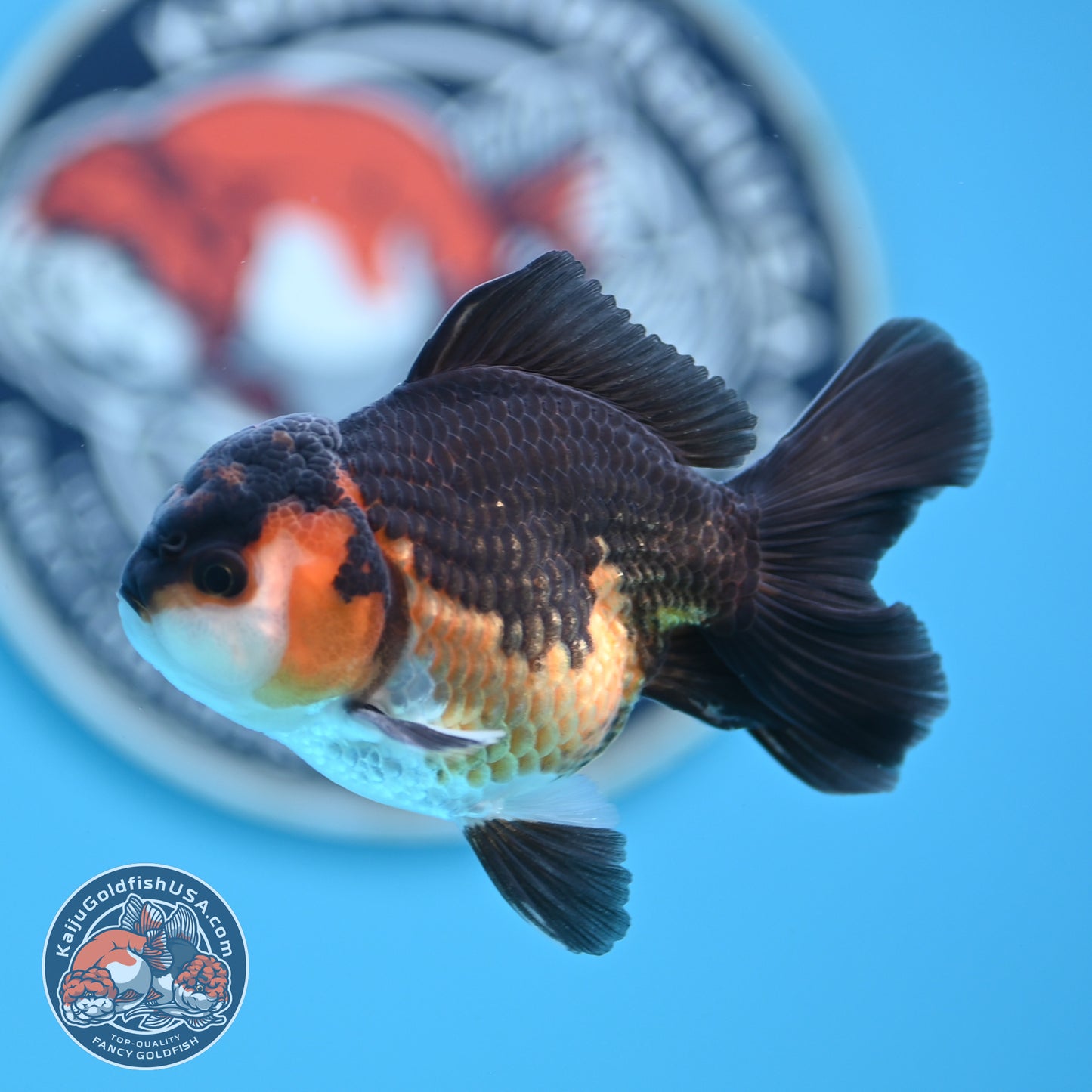 Tricolor Oranda 3 inches Body (250502_OR06)