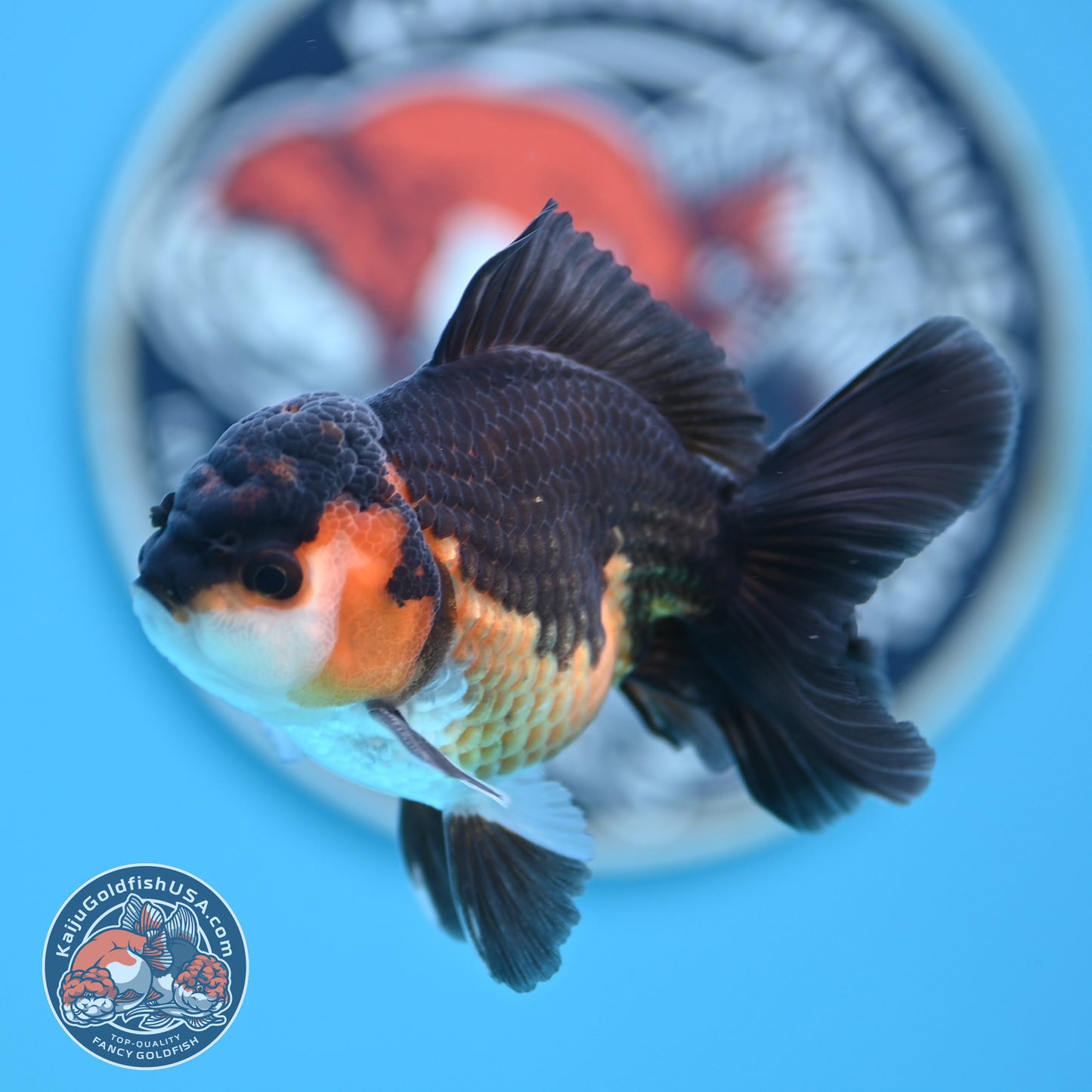 Tricolor Oranda 3 inches Body (250502_OR06)