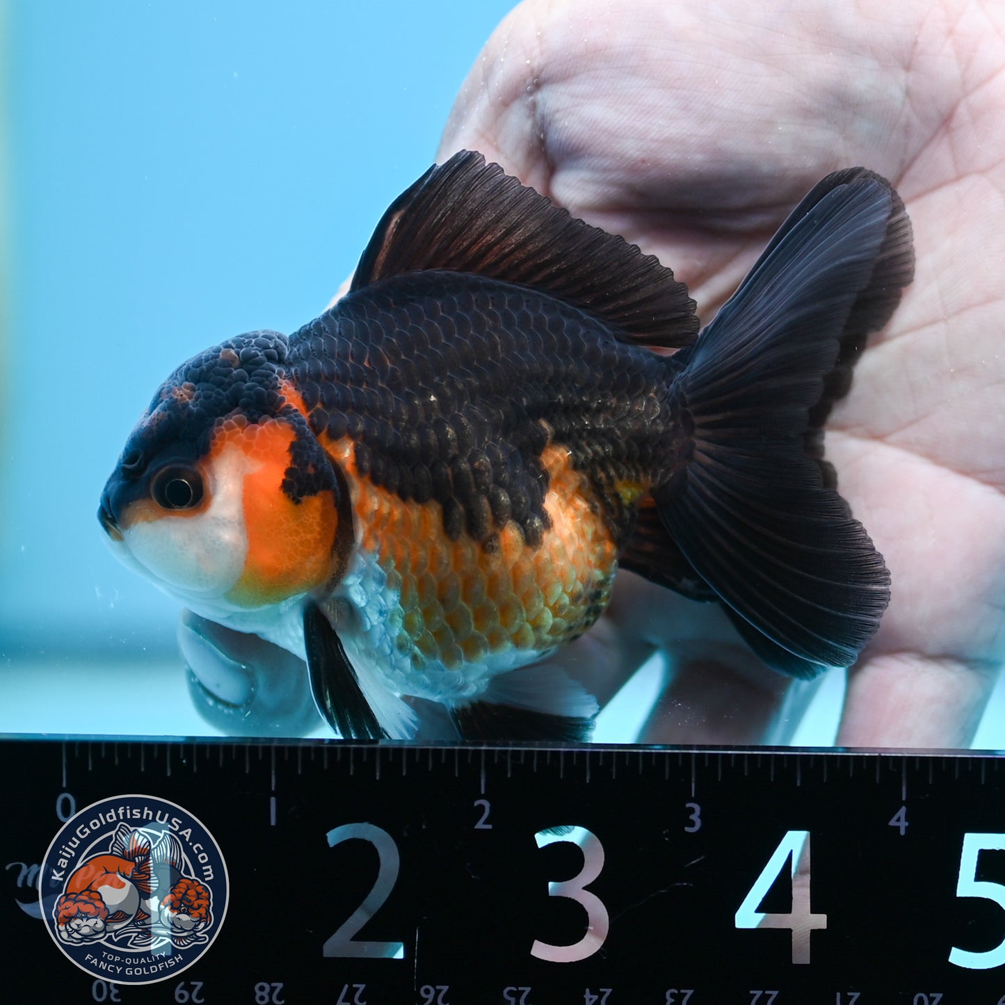 Tricolor Oranda 3 inches Body (250502_OR06)
